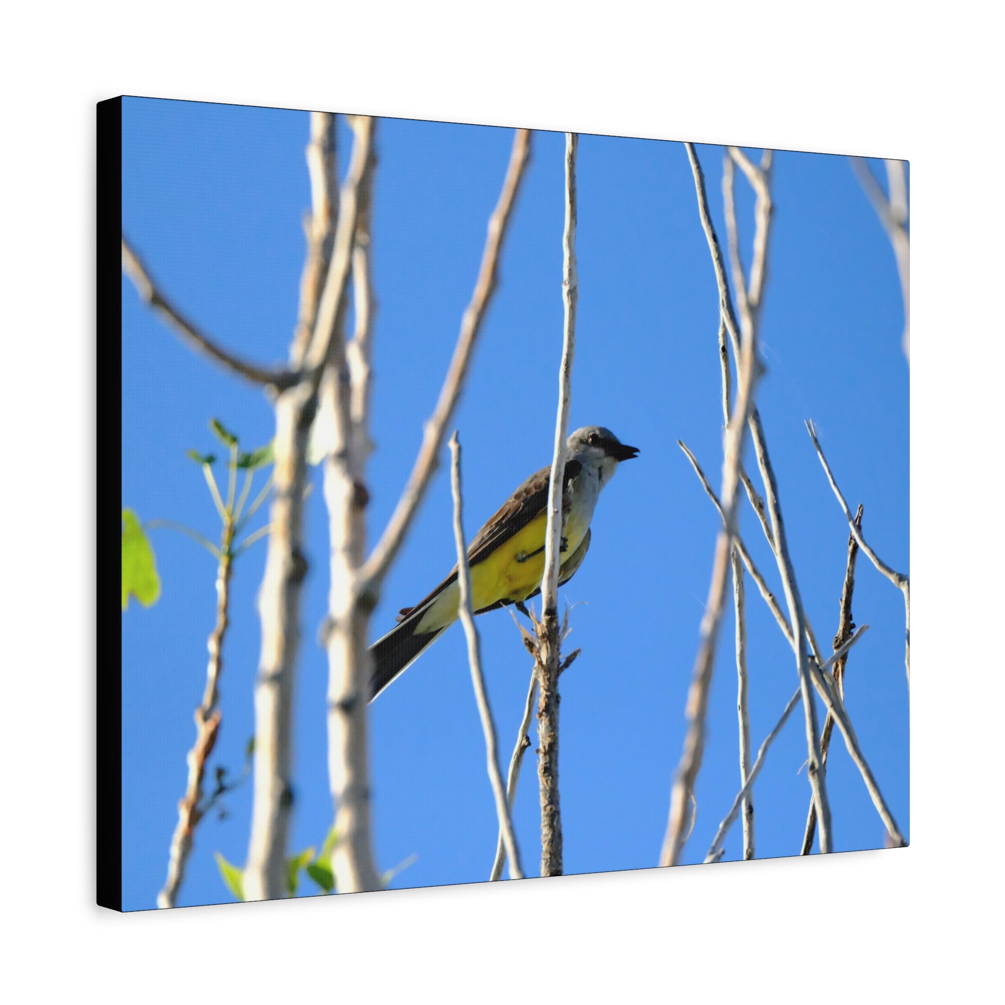 Western King Bird Horizontal Matte Canvas, Stretched, 1.25"