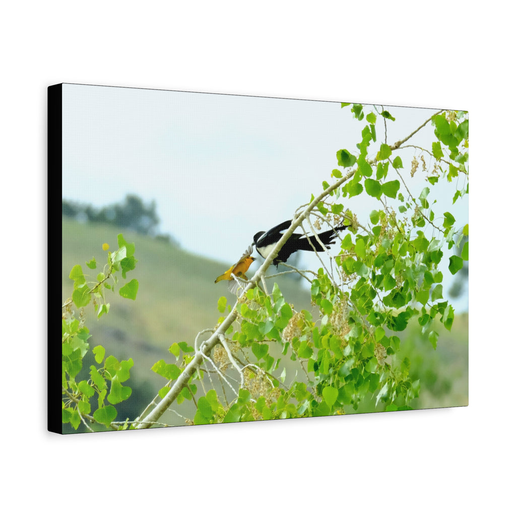 Oriole & Magpie Battle on an Aspen Branch - Matte Stretched Canvas Wall Art