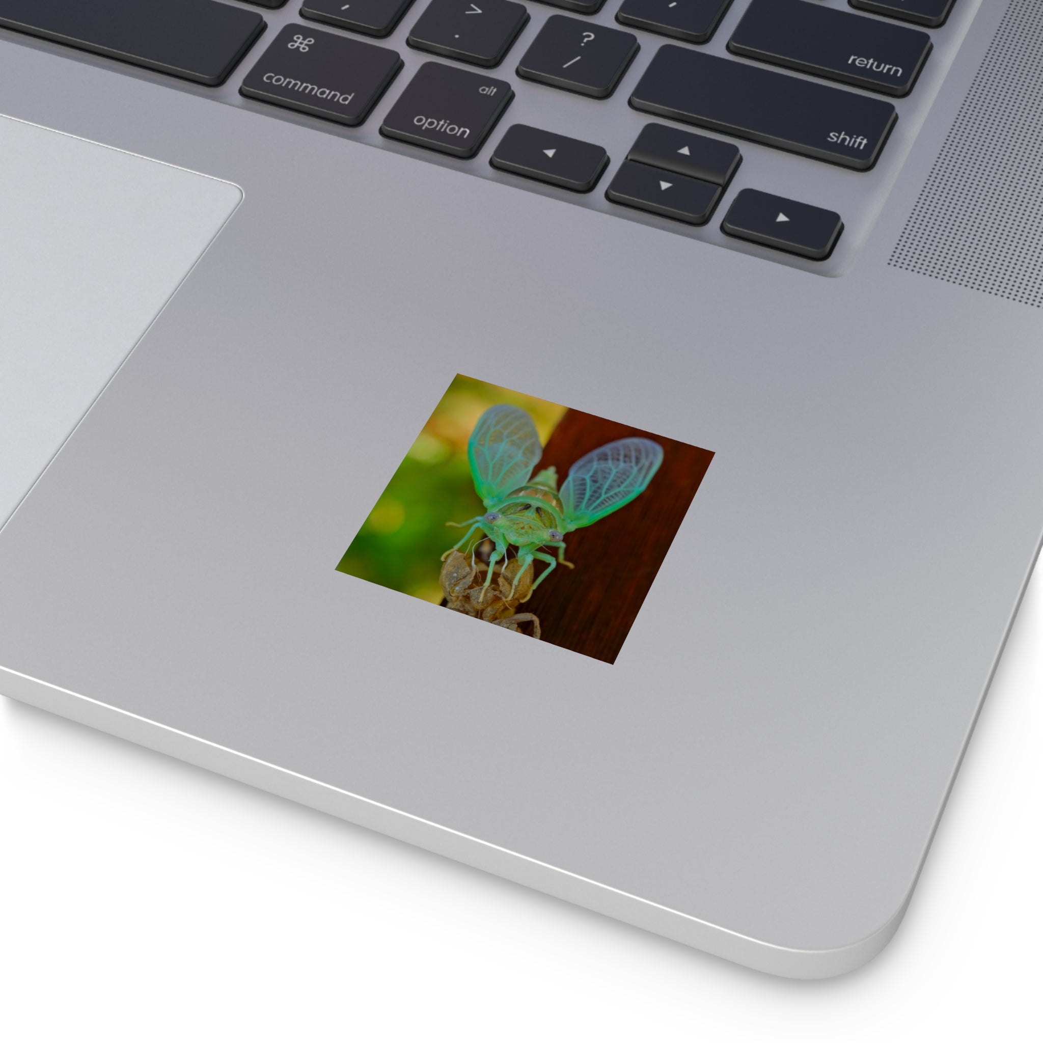 Cicada Square Sticker — Vivid Green Insect Photo Sticker (Indoor/Outdoor)