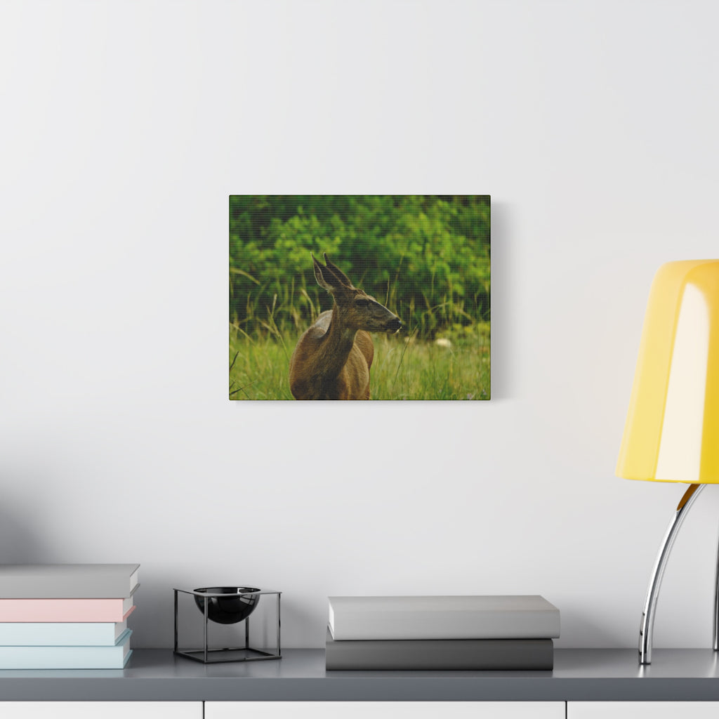 Doe in Meadow Matte Stretched Canvas (1.25") — Wildlife Wall Art