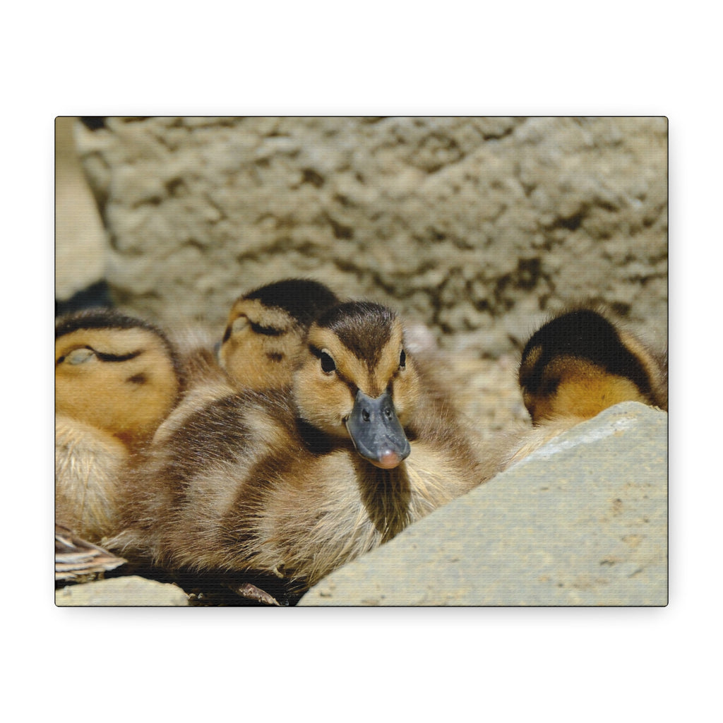 Duckling Canvas Print - Cute Baby Ducks Matte Stretched Wall Art