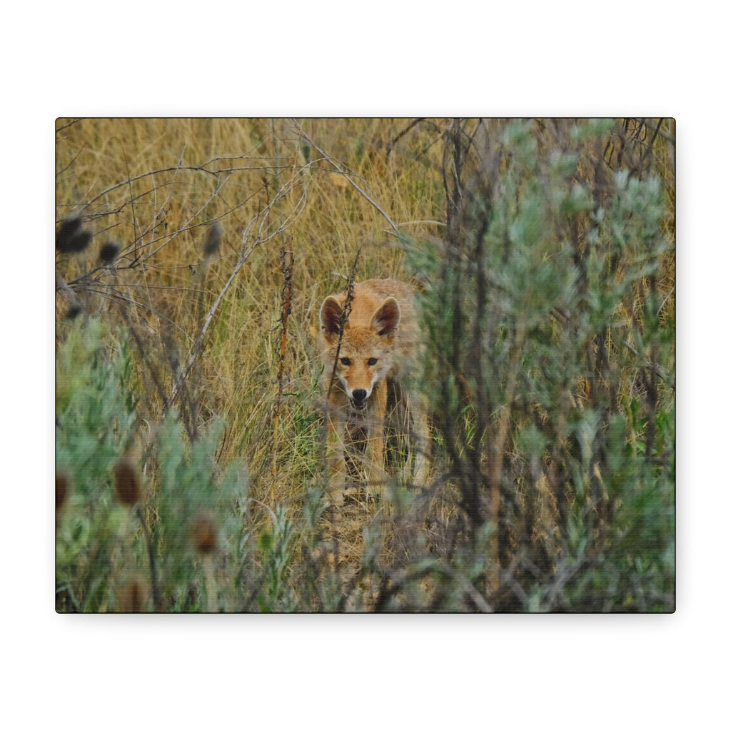 Coyote Pup Staring - Matte Stretched Canvas