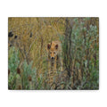 Coyote Pup Staring - Matte Stretched Canvas