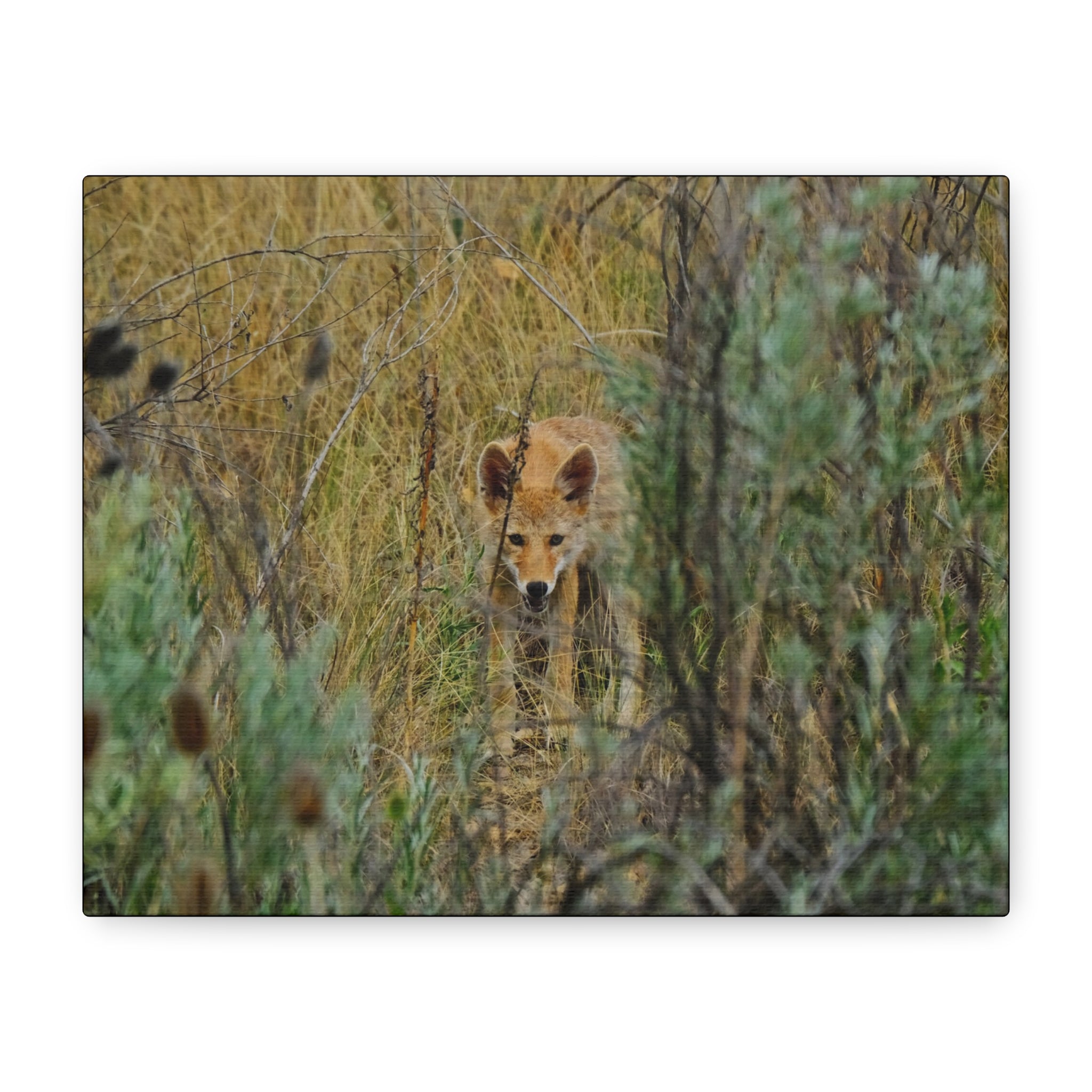 Coyote Pup Staring - Matte Stretched Canvas