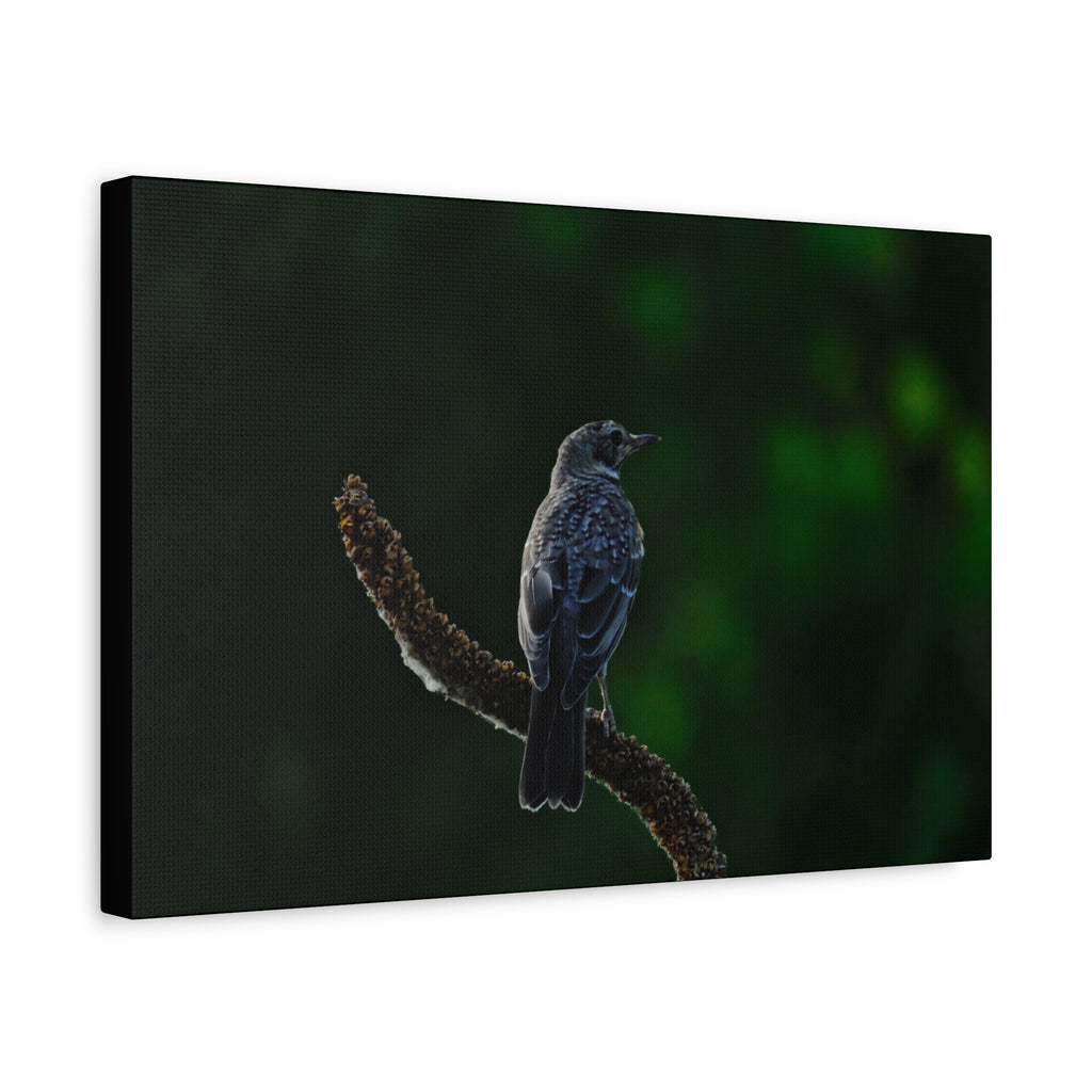 Robin on Branch Matte Canvas Wall Art — Moody Nature Photography Print