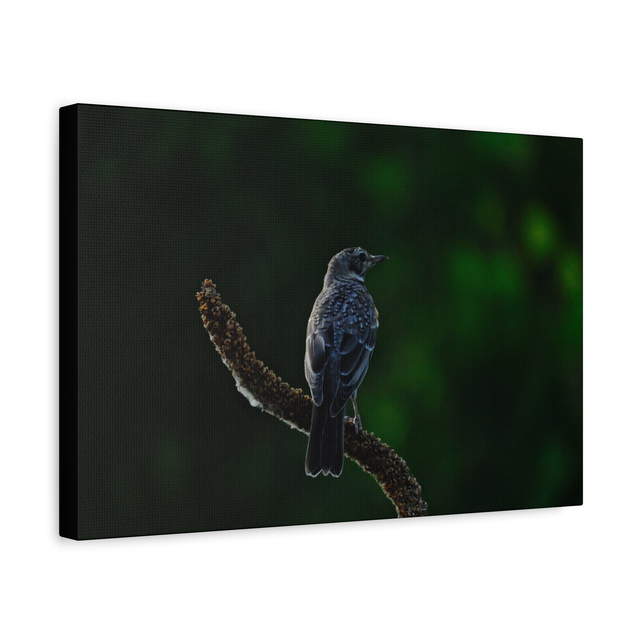 Robin on Branch Matte Canvas Wall Art — Moody Nature Photography Print