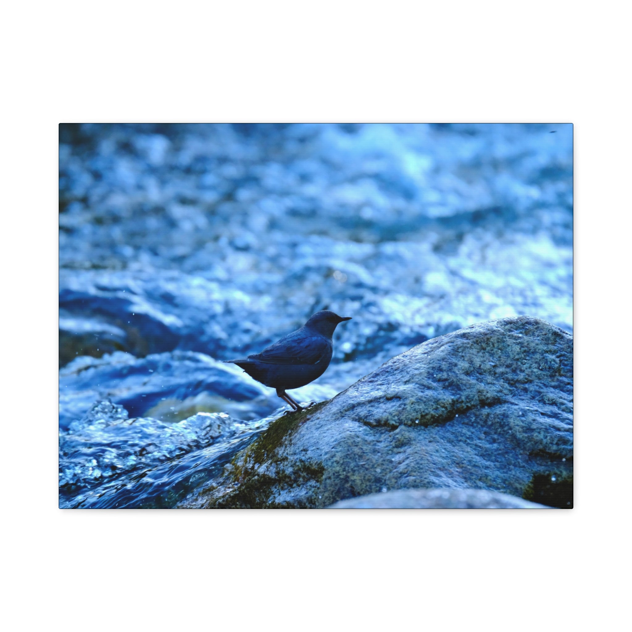 Dipper on Rapids Matte Stretched Canvas Wall Art