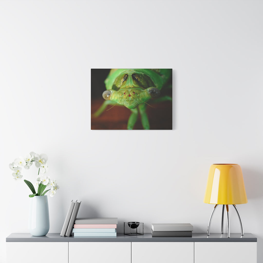 Cute Green Cicada Macro Canvas Print — Close-Up Insect Wall Art