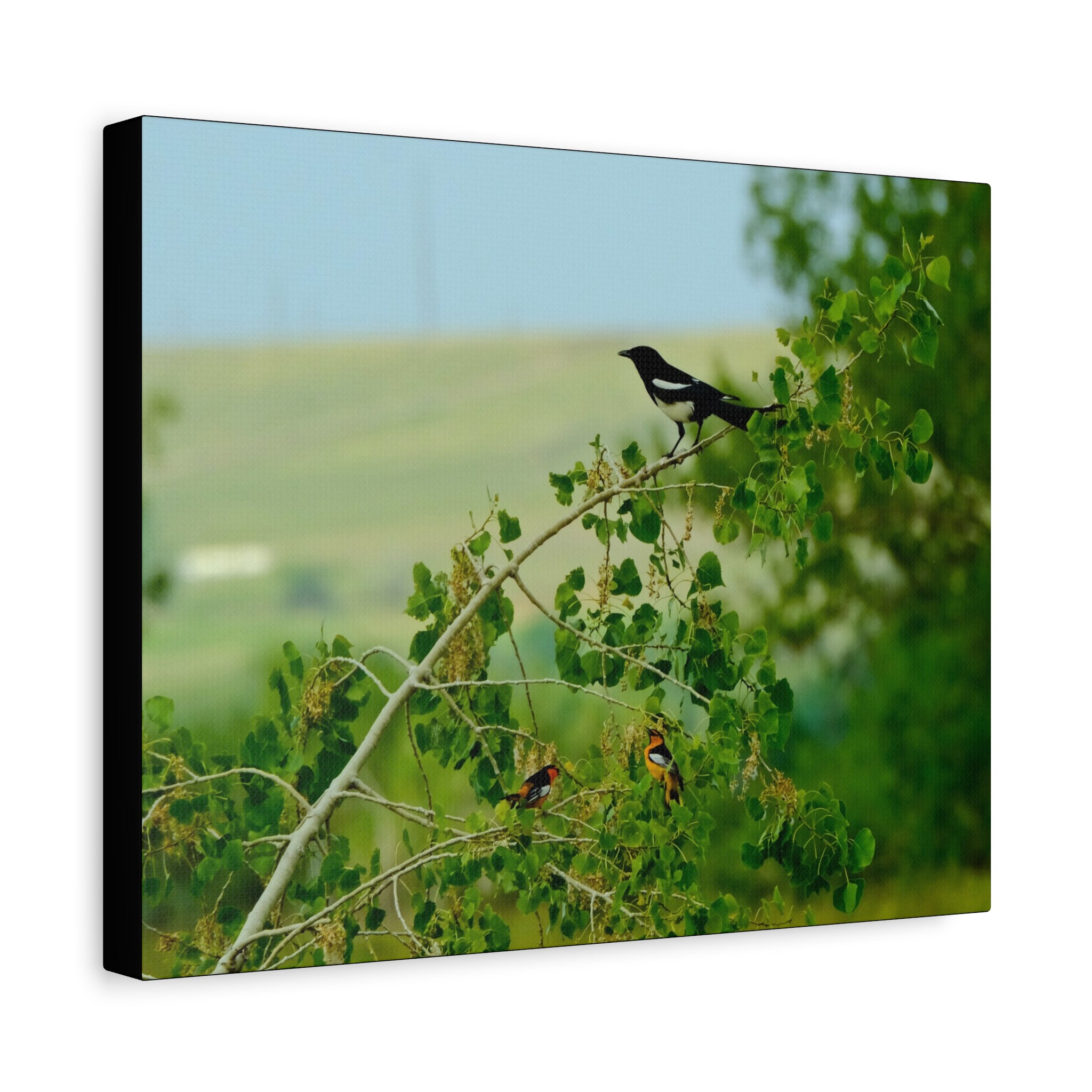 Magpie & Bullock's Oriole resting Matte Stretched Canvas Wall Art