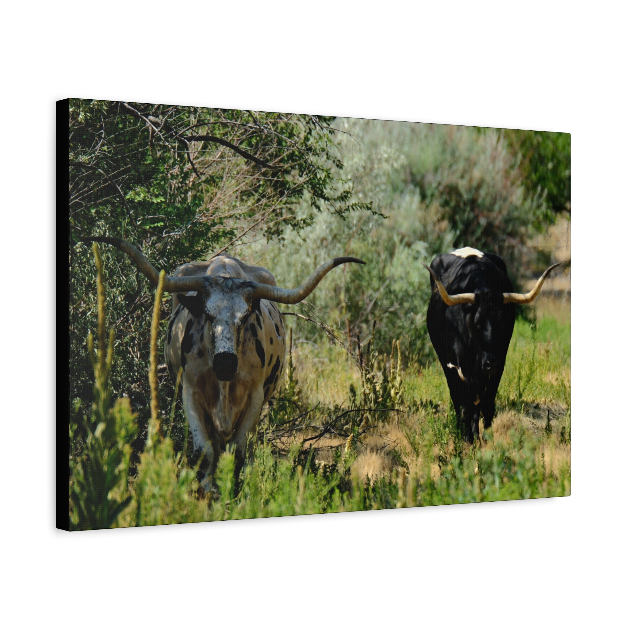 Long Horns on a Stroll - Matte Canvas, Stretched, 1.25"