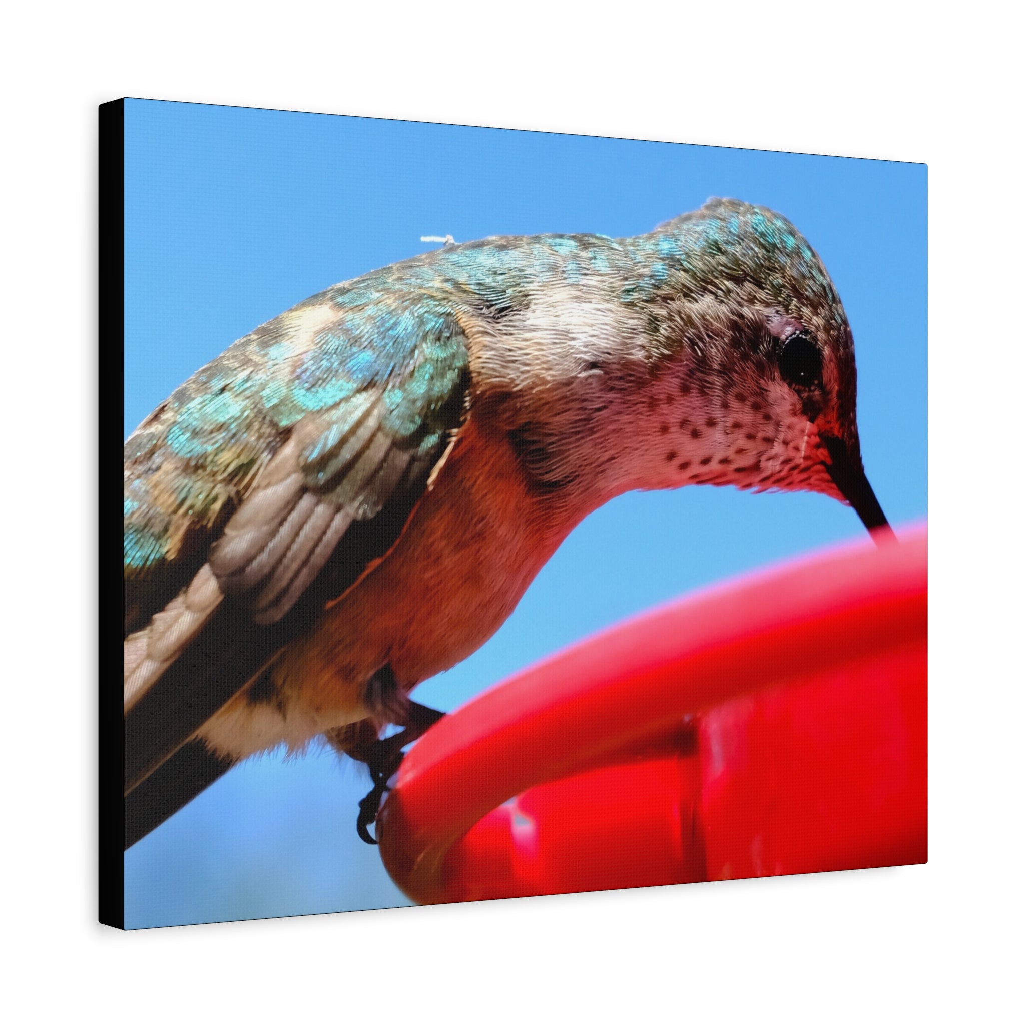 Hummingbird Close Up Canvas Print — Stretched Matte Wall Art