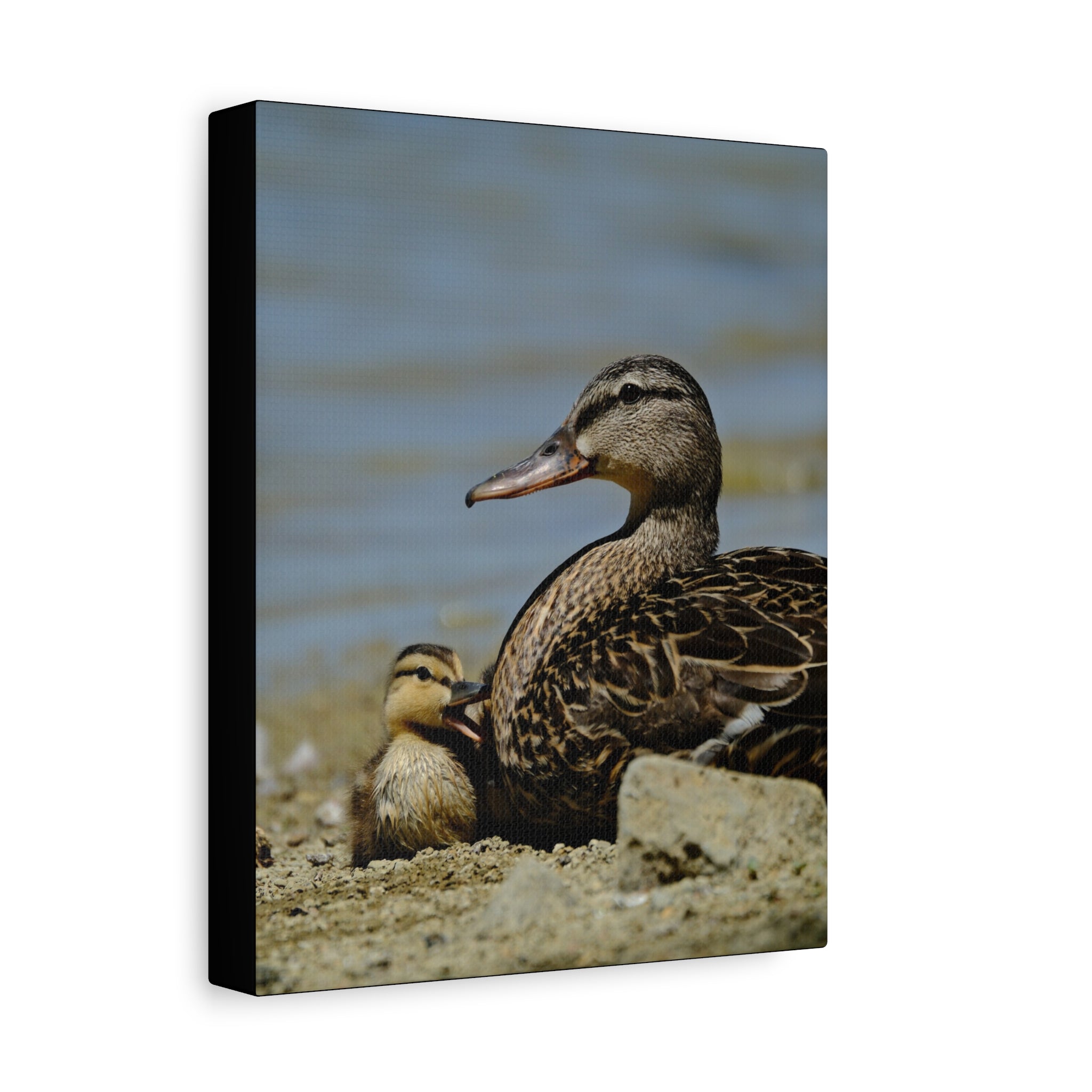 Duck and Duckling Canvas Print — Mother & Baby Wildlife Wall Art