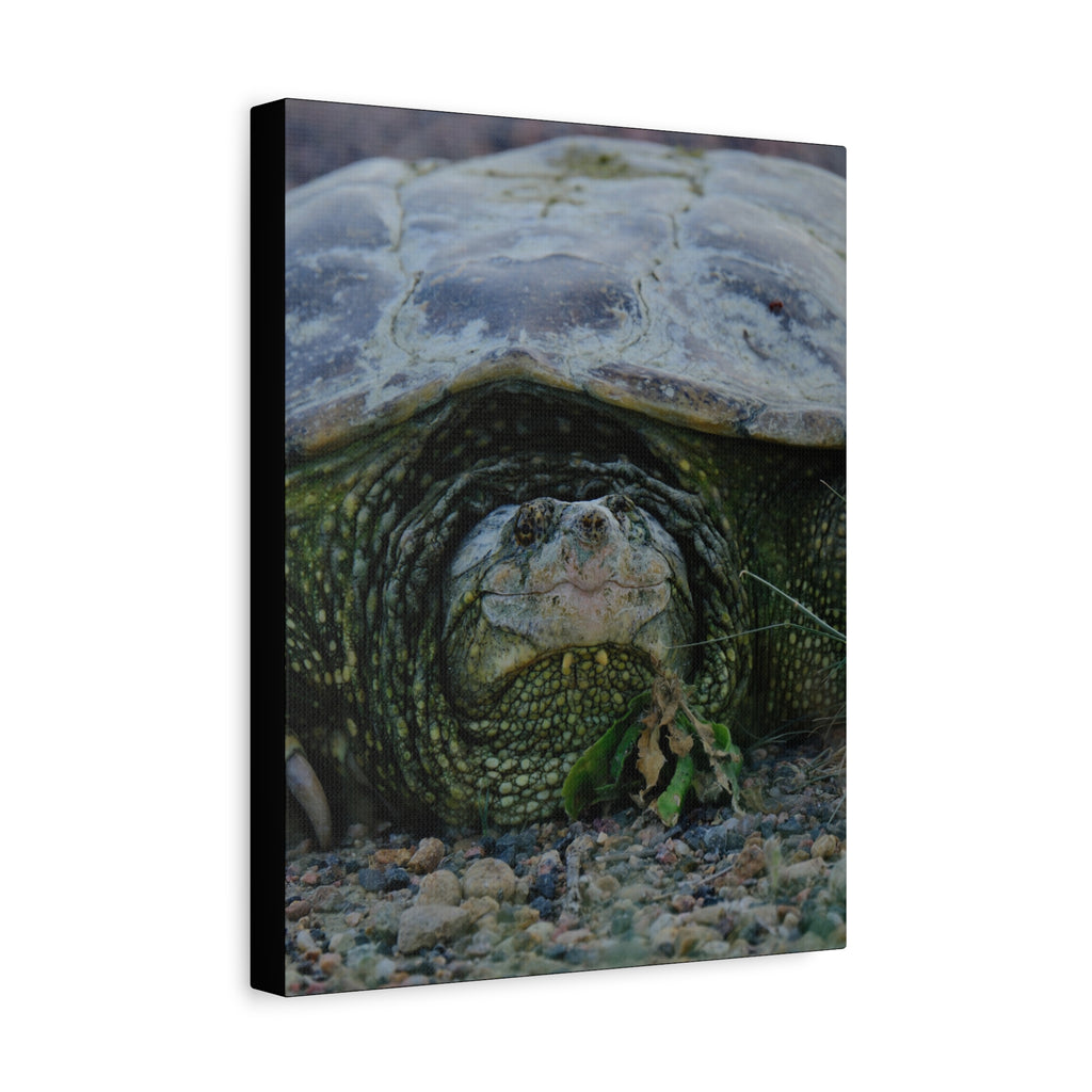 Snapping Turtle Matte Canvas Print – Wildlife Photography Wall Art