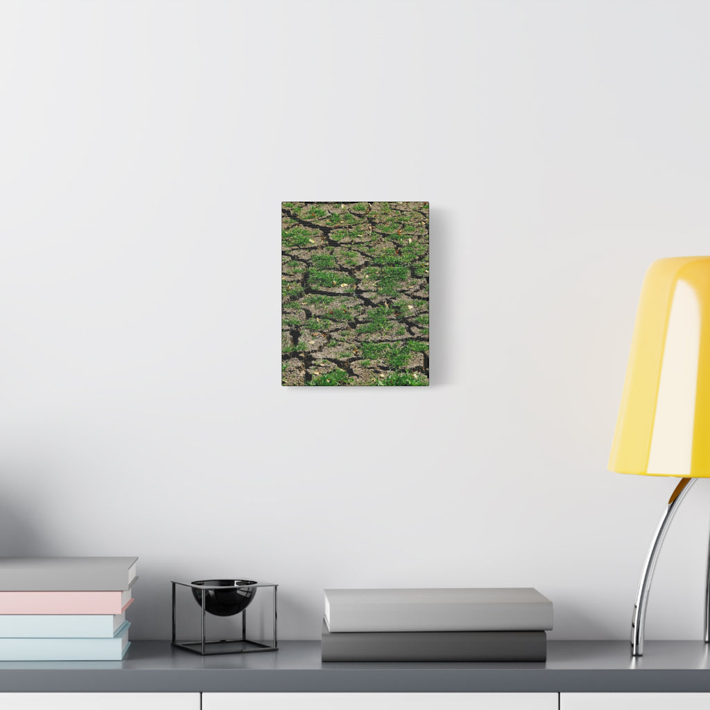 Life Finds A Way Canvas Print — Cracked Earth with Green Grass Matte Stretched Canvas (1.25")