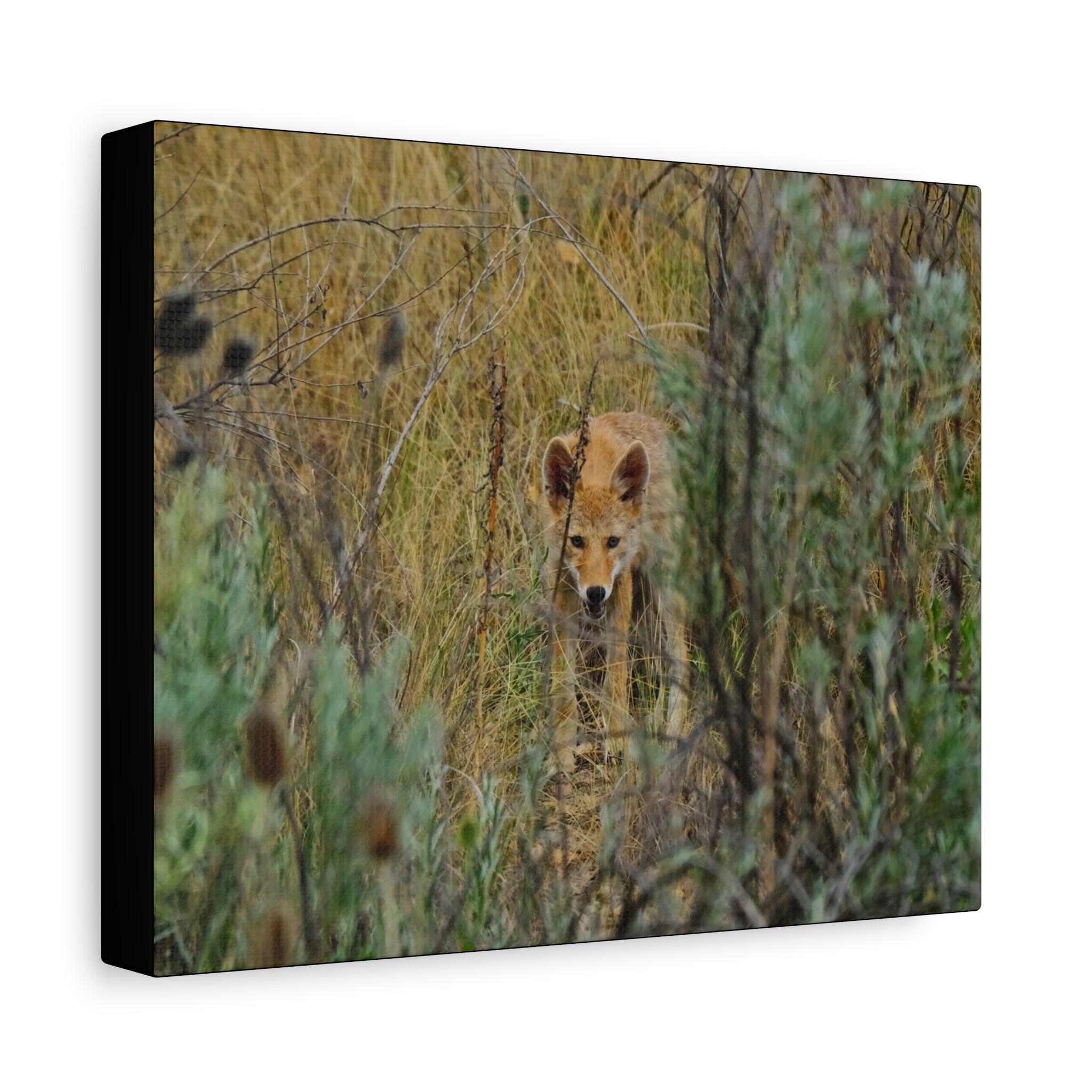 Coyote Pup Staring - Matte Stretched Canvas