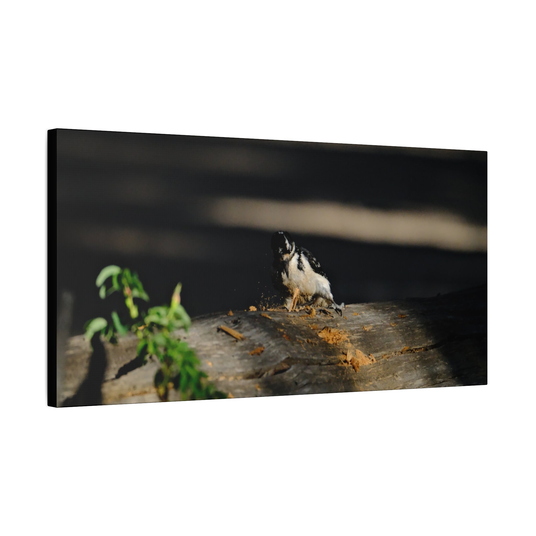 American Three-toed Woodpecker Hard At Work Canvas Wall Art