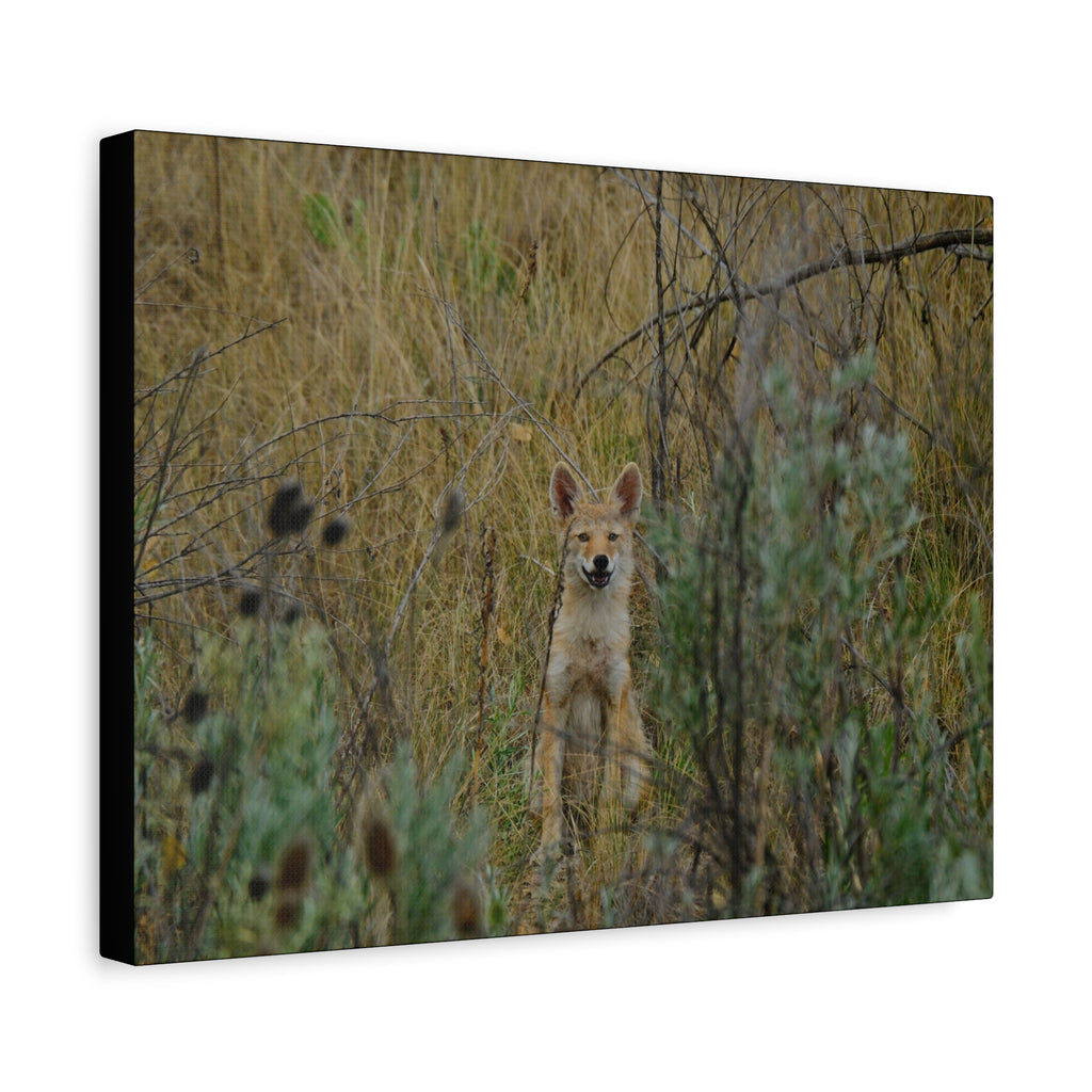 Friendly Face In The Wild - Coyote in Tall Grass Matte Canvas Wall Art