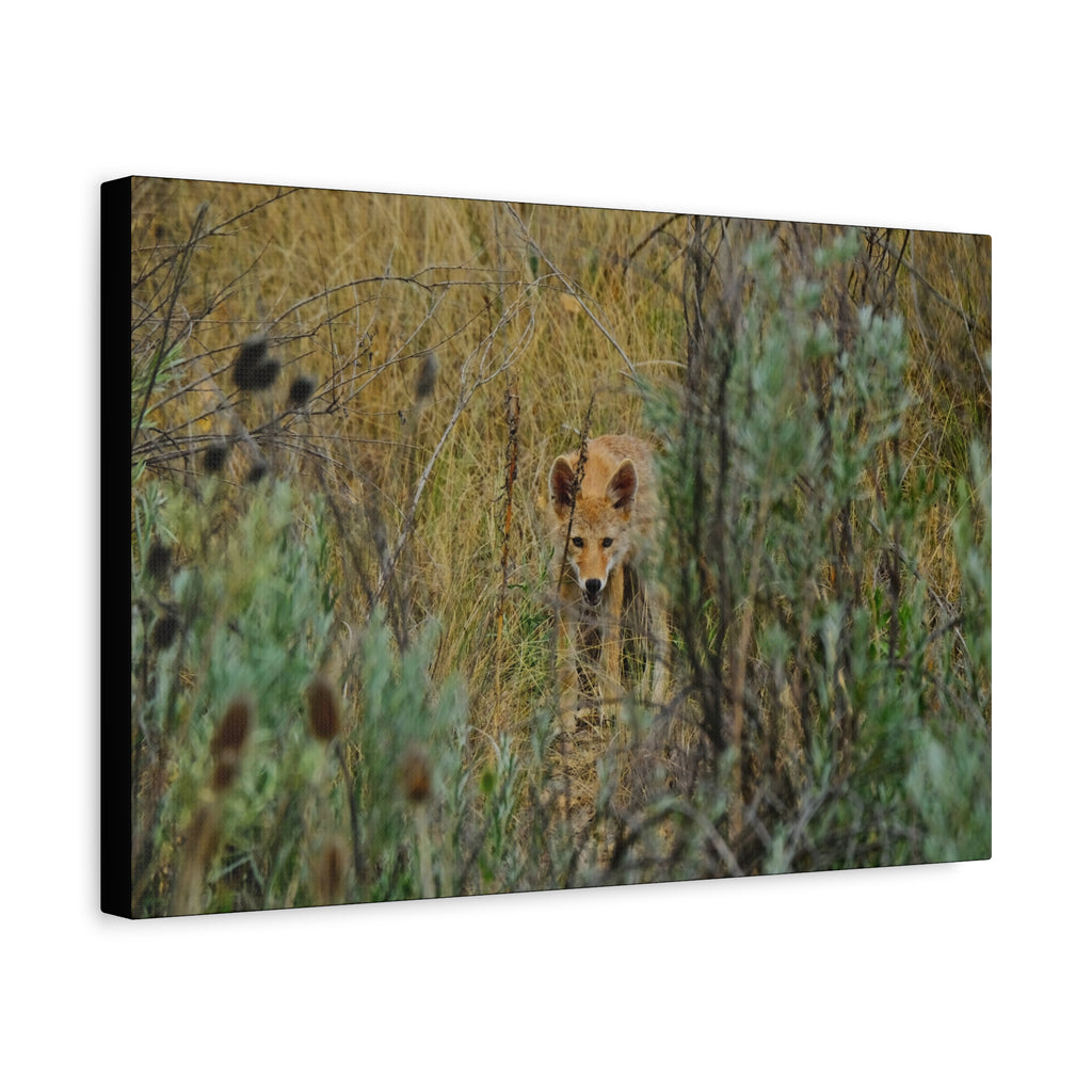 Coyote Pup Staring - Matte Stretched Canvas