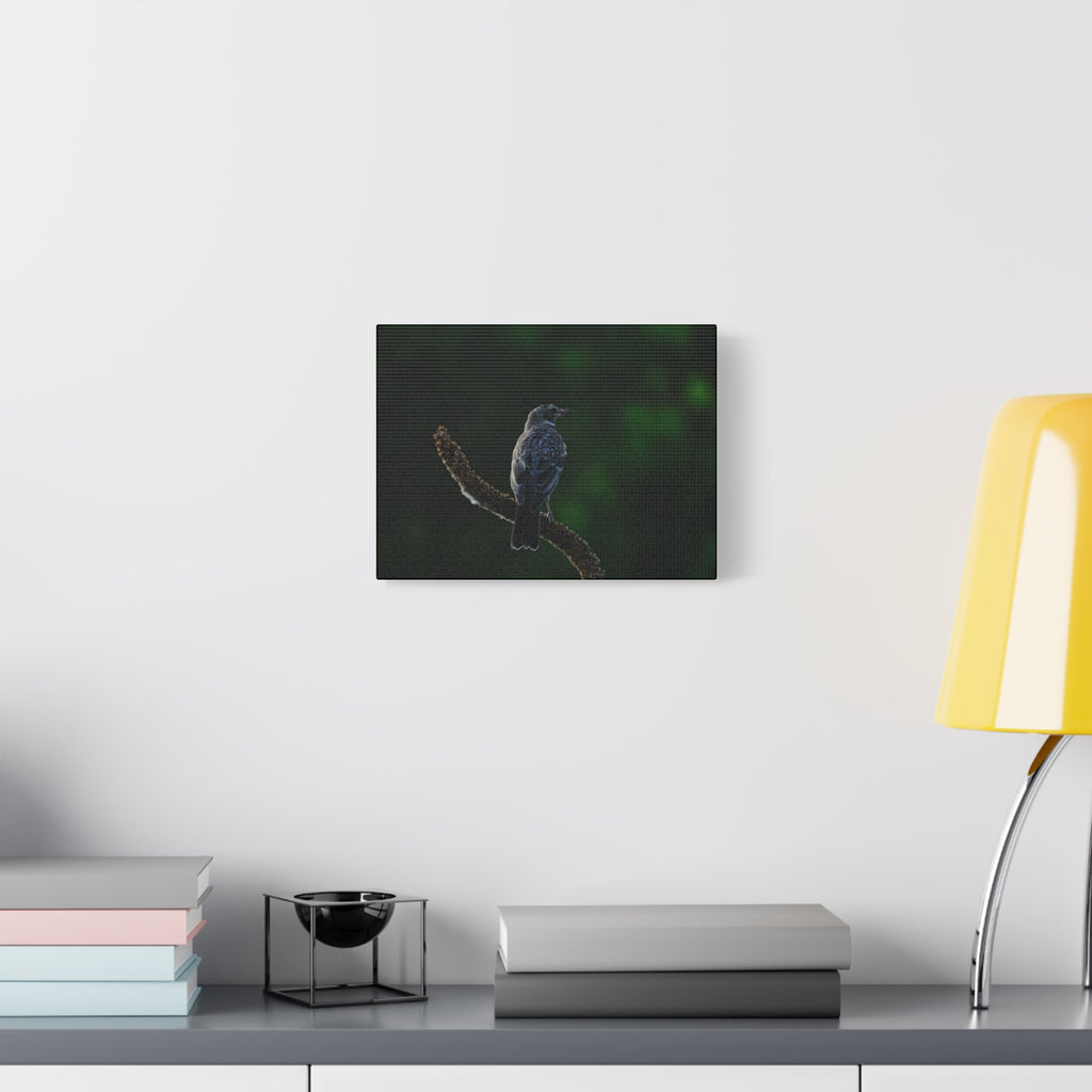 Robin on Branch Matte Canvas Wall Art — Moody Nature Photography Print