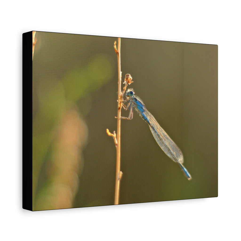 Blue Dragonfly Macro Canvas Print — Blue Damselfly Nature Wall Art, Matte Stretched 1.25"