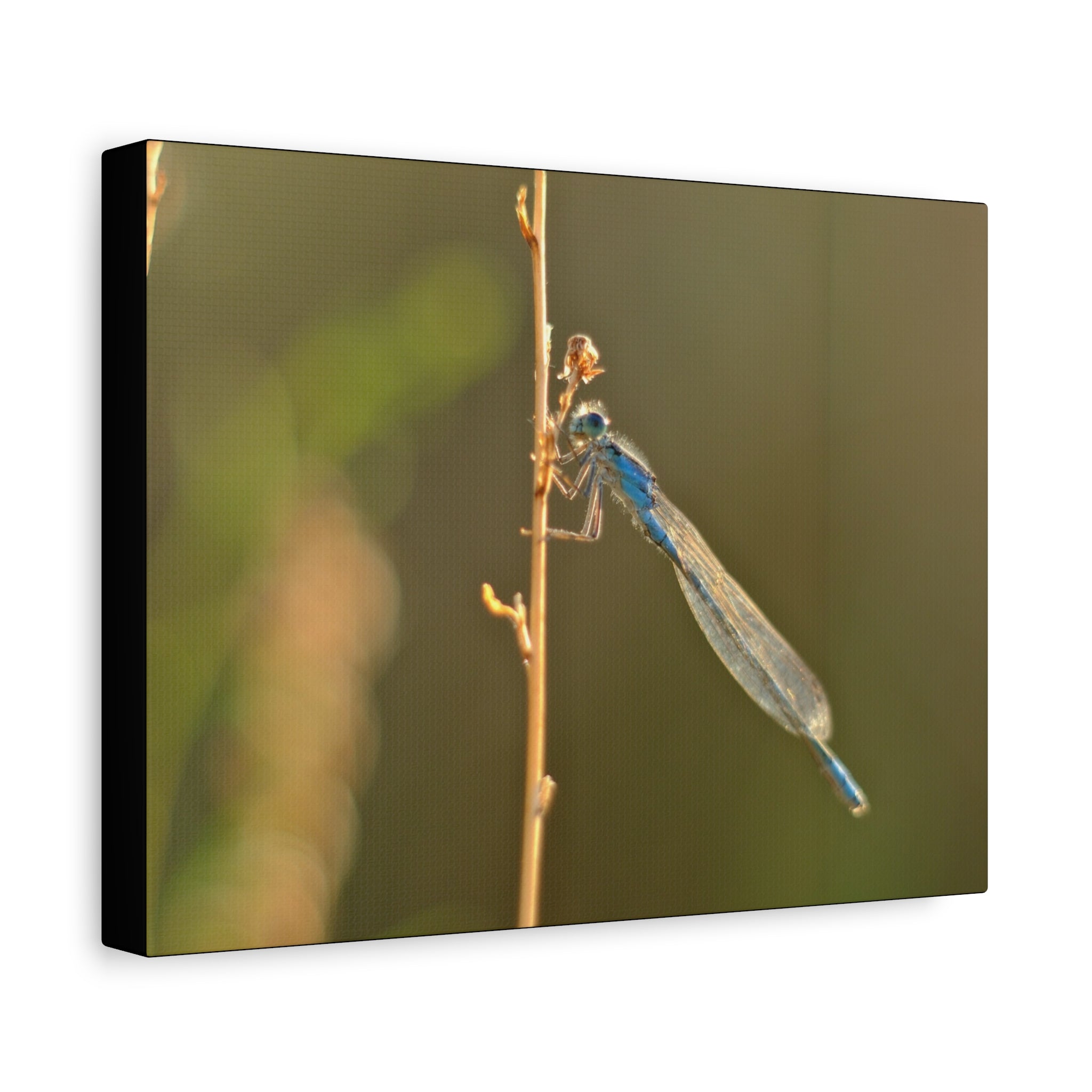 Blue Dragonfly Macro Canvas Print — Blue Damselfly Nature Wall Art, Matte Stretched 1.25"
