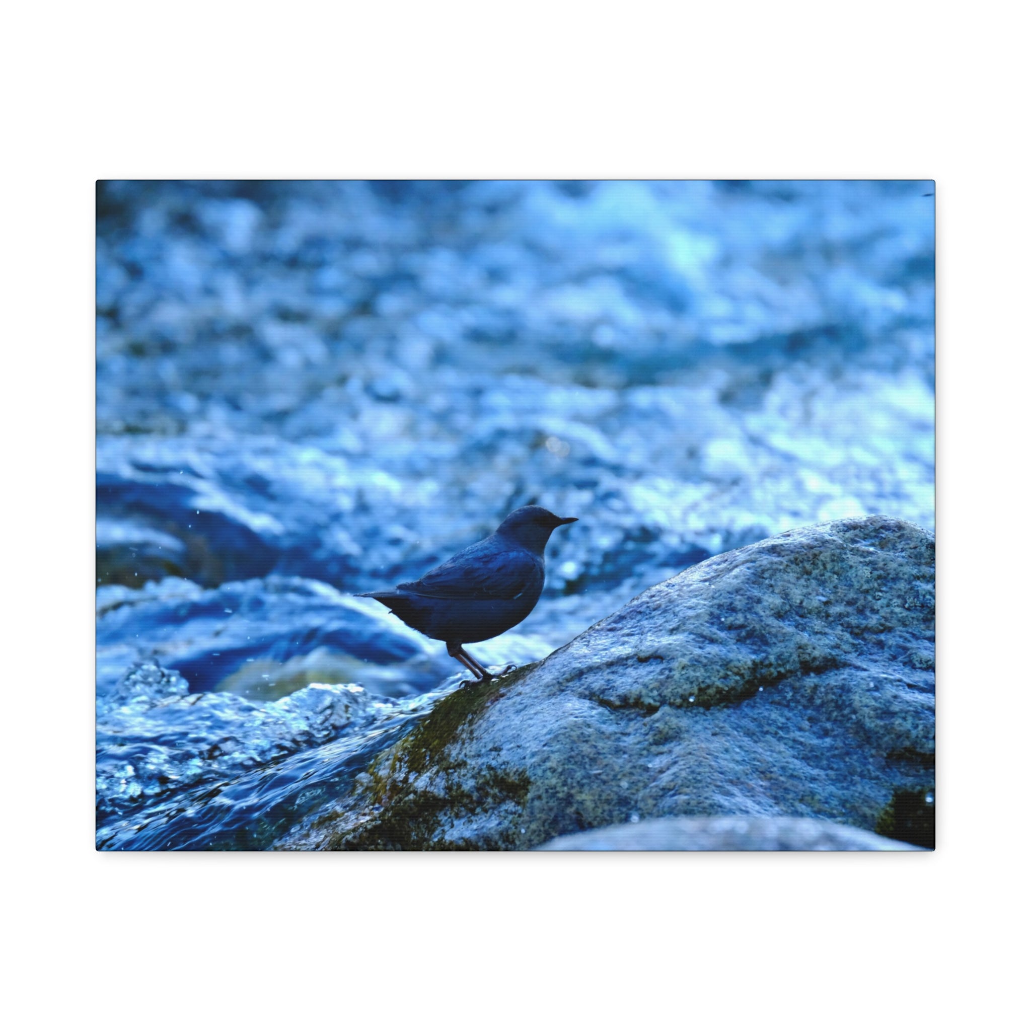 Dipper on Rapids Matte Stretched Canvas Wall Art
