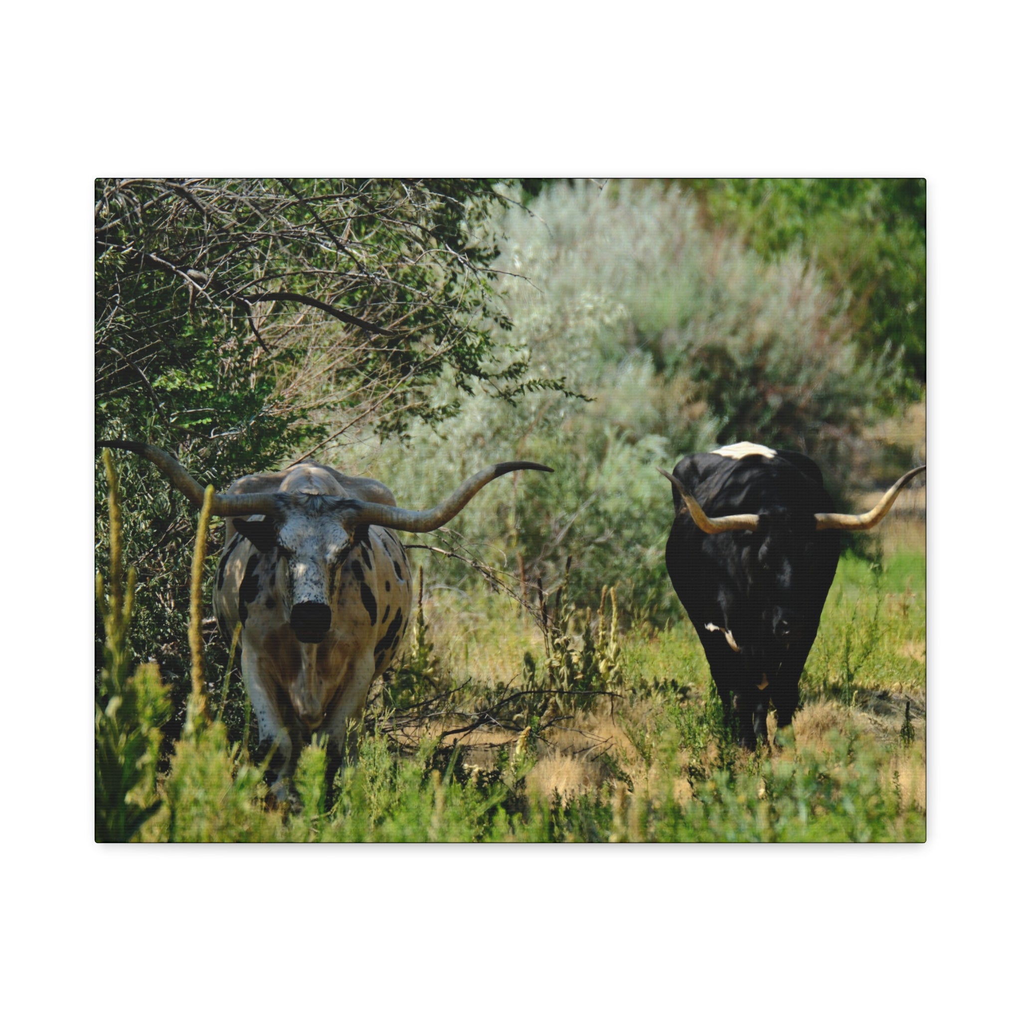Long Horns on a Stroll - Matte Canvas, Stretched, 1.25"