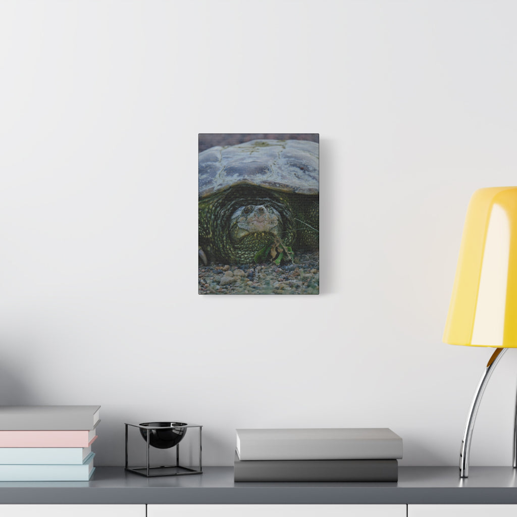 Snapping Turtle Matte Canvas Print – Wildlife Photography Wall Art