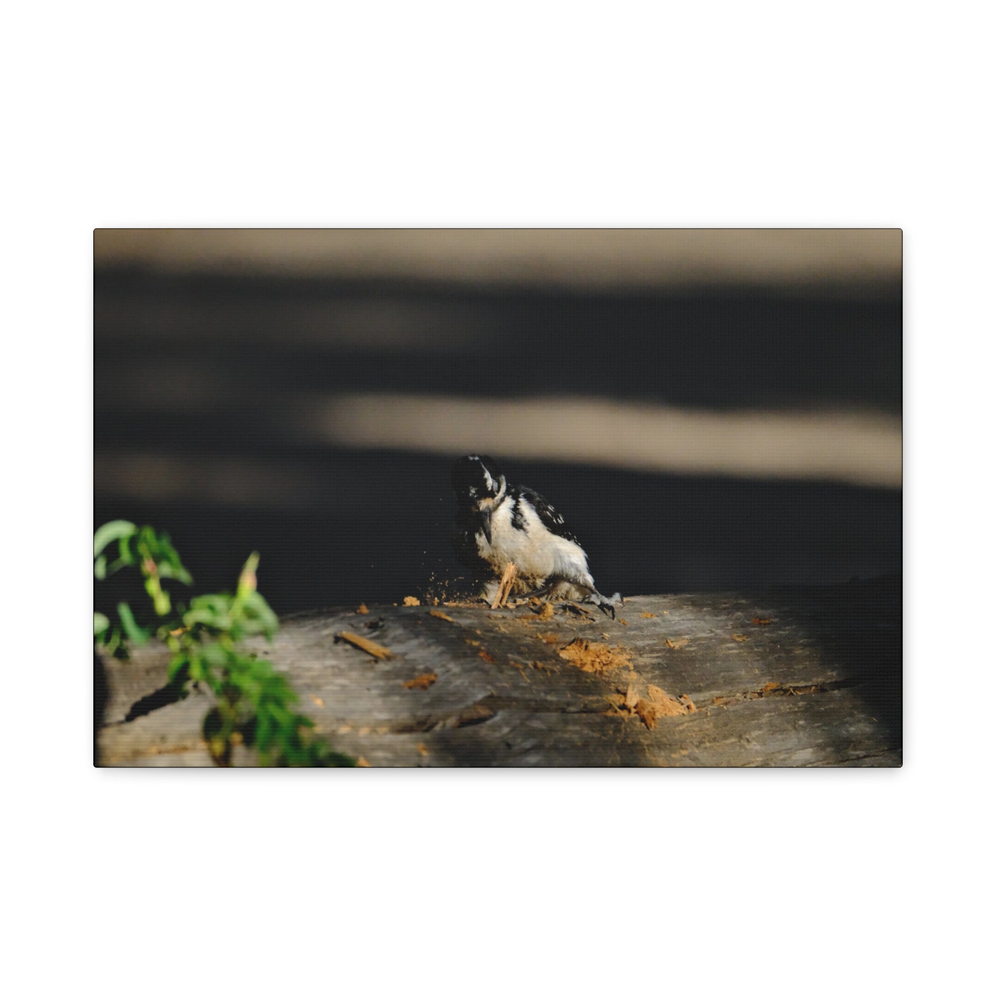 American Three-toed Woodpecker Hard At Work Canvas Wall Art