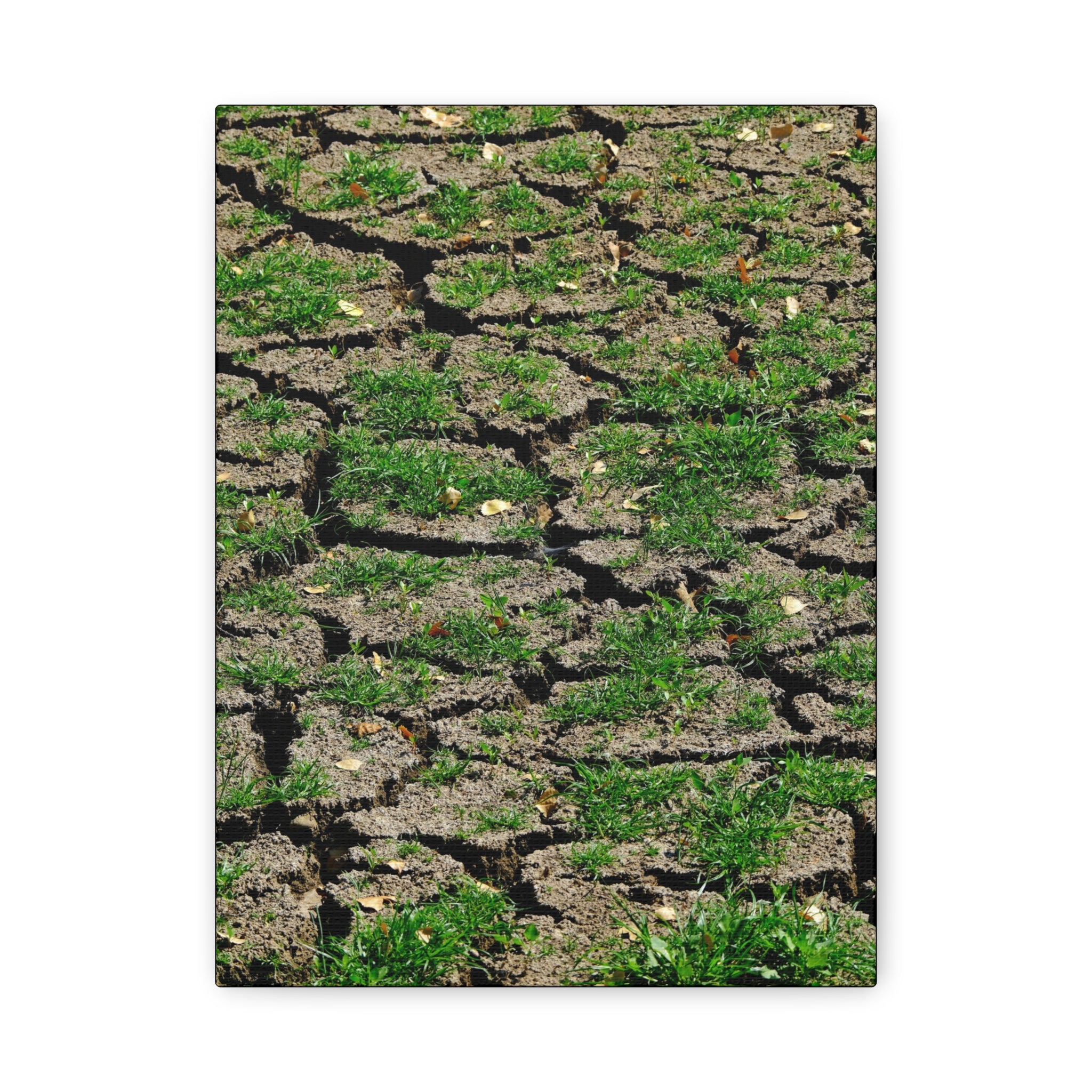 Life Finds A Way Canvas Print — Cracked Earth with Green Grass Matte Stretched Canvas (1.25")