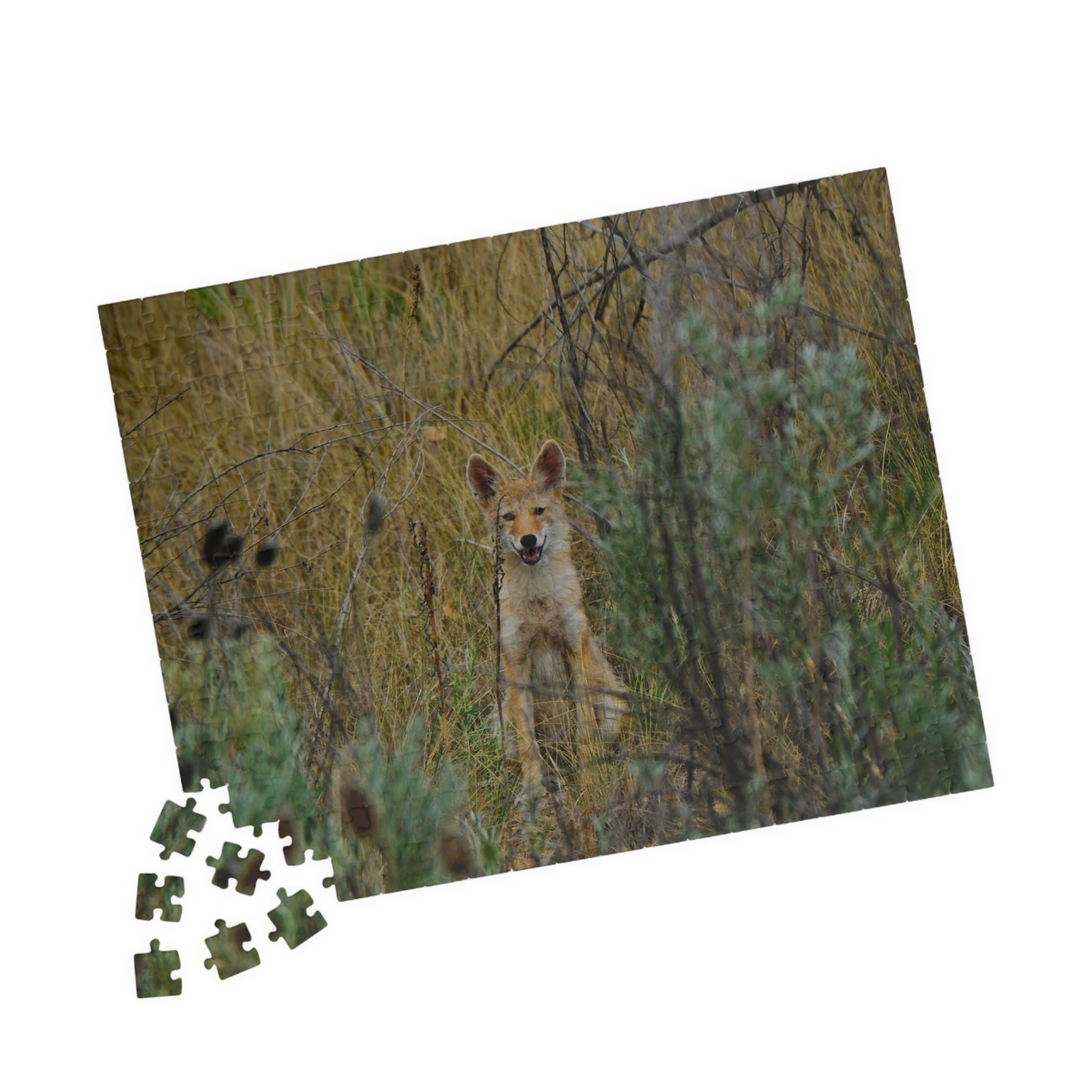 Coyote Pup Puzzle — Wildlife Photo Jigsaw (110/252/520/1014 pcs)
