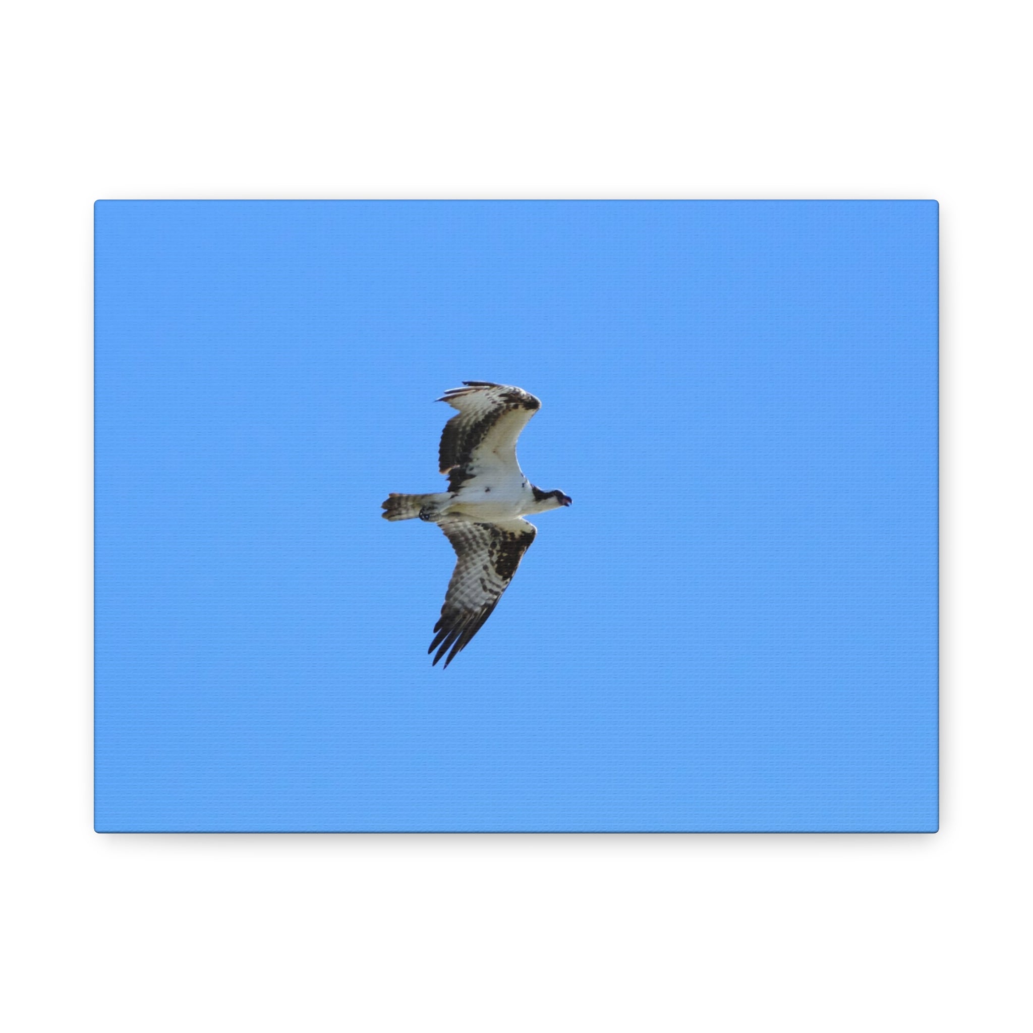Osprey in Flight Matte Canvas Print — Stretched Wall Art