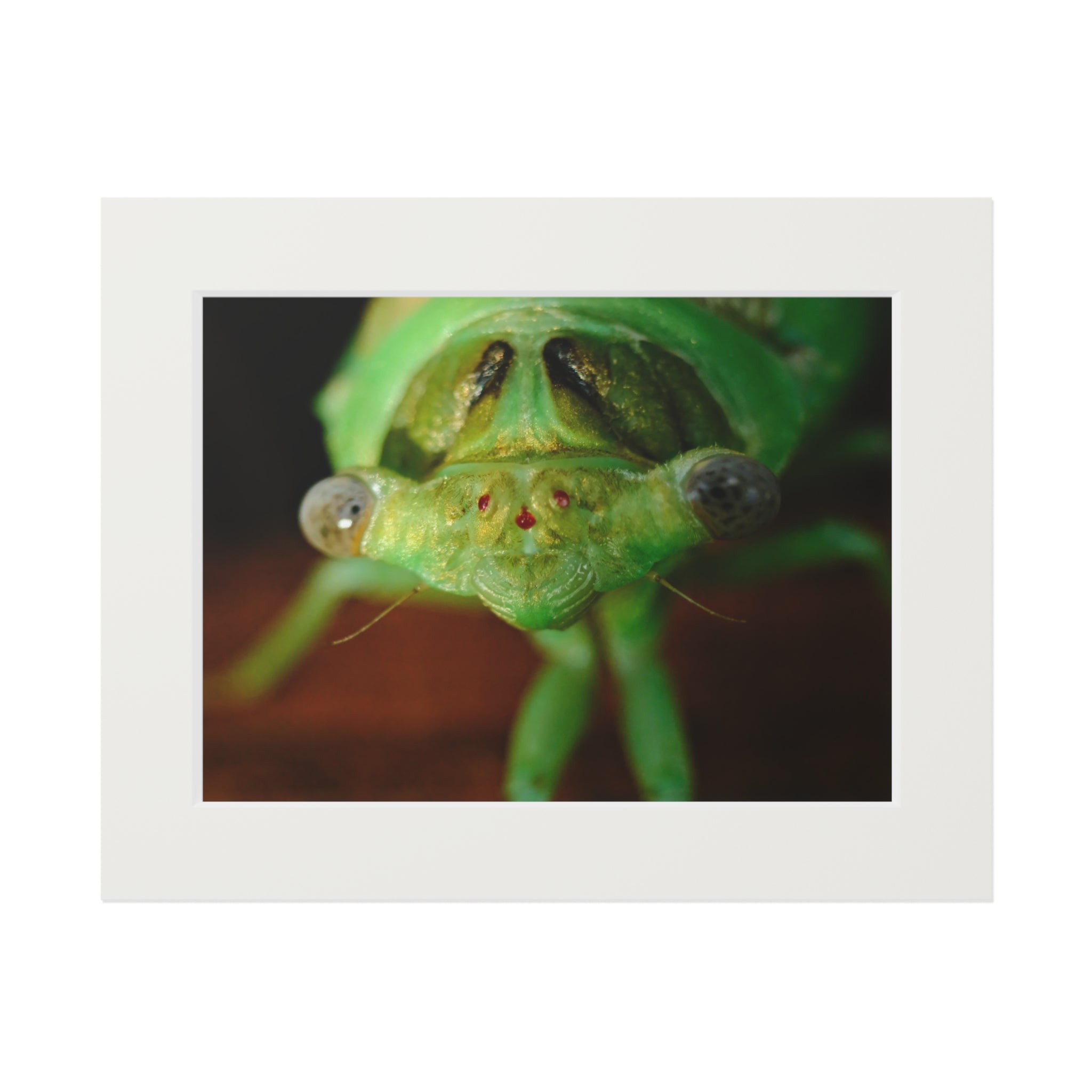 Cicada Macro Fine Art Print — Green Insect Close-Up with Passepartout