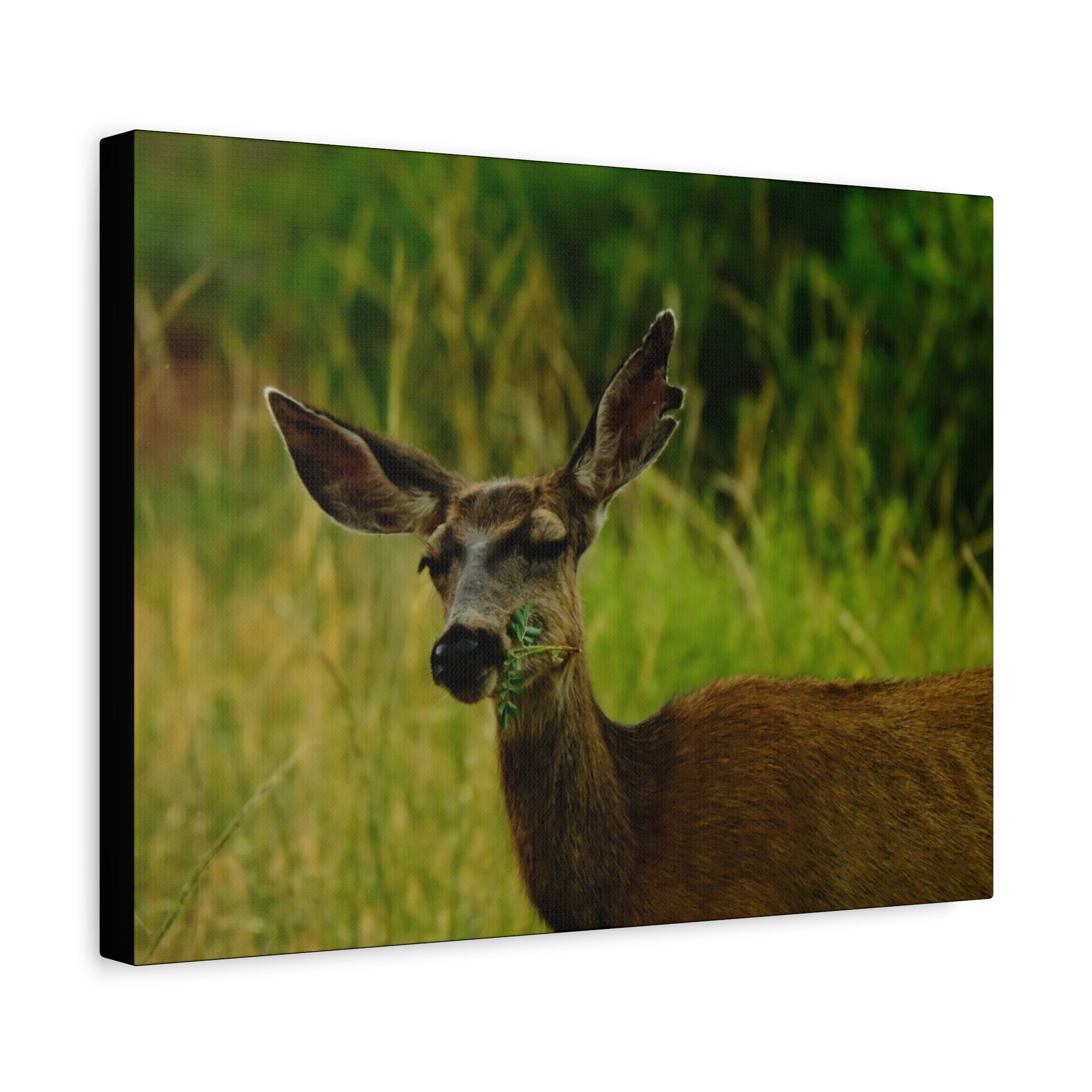 Doe Portrait Matte Canvas Wall Art
