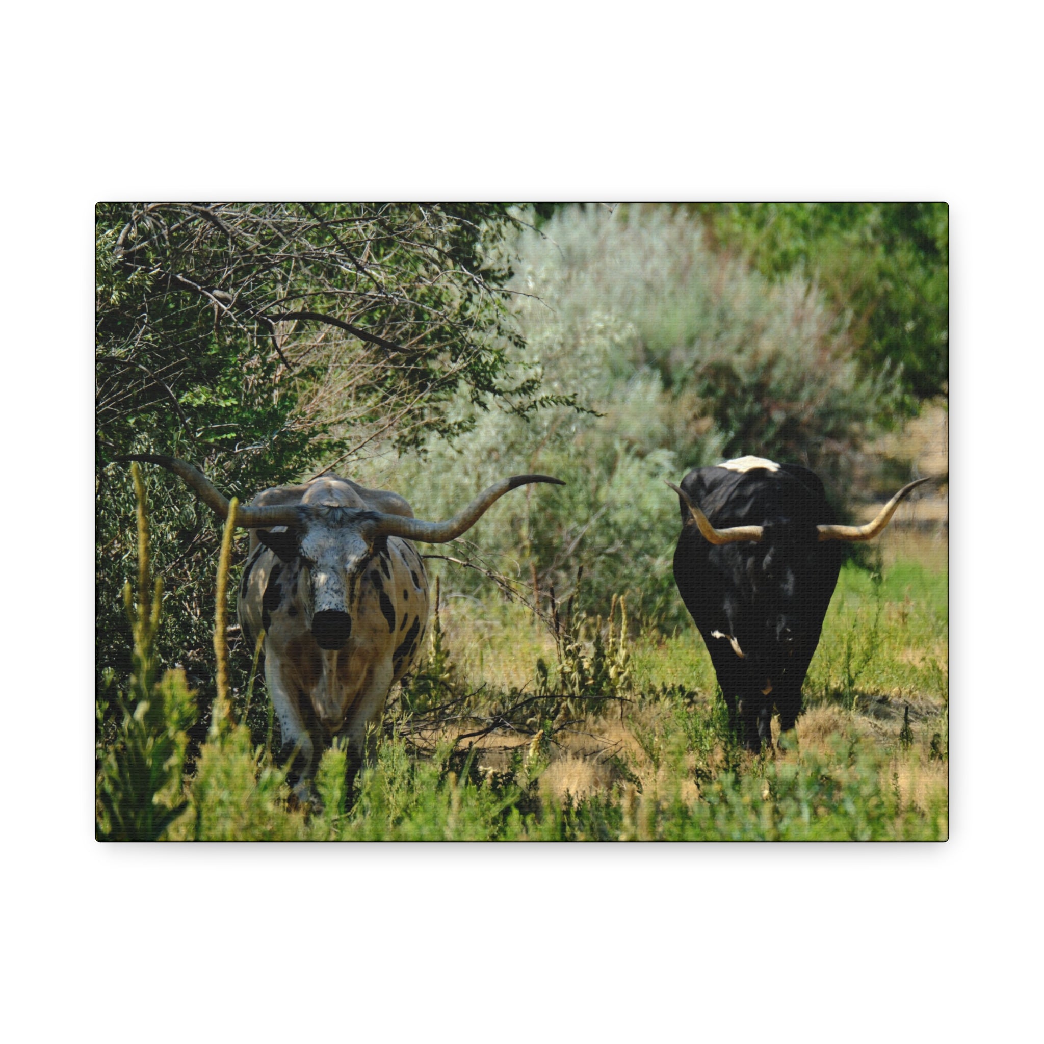 Long Horns on a Stroll - Matte Canvas, Stretched, 1.25"