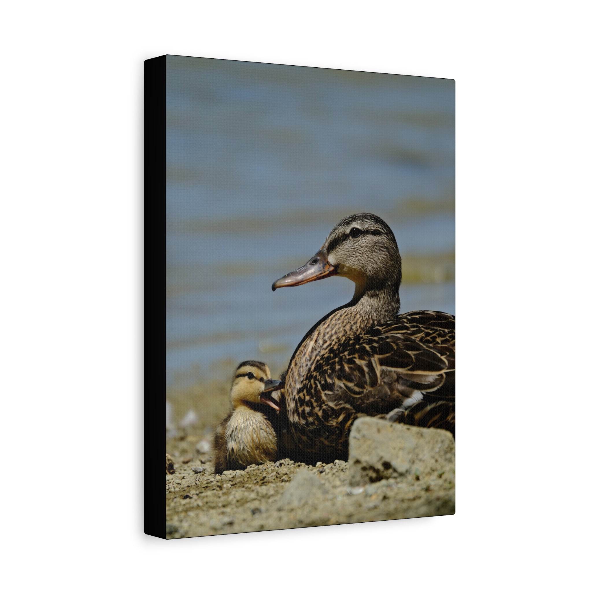 Duck and Duckling Canvas Print — Mother & Baby Wildlife Wall Art
