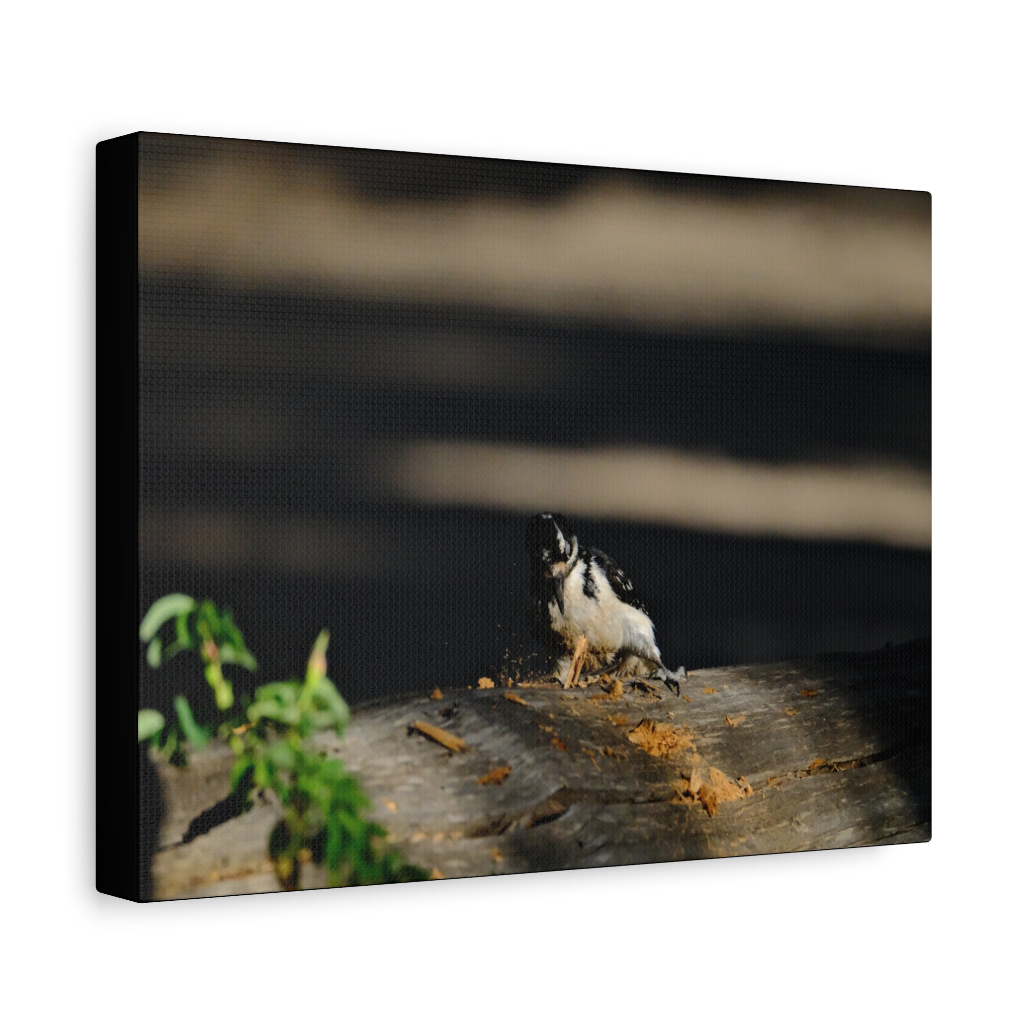 American Three-toed Woodpecker Hard At Work Canvas Wall Art