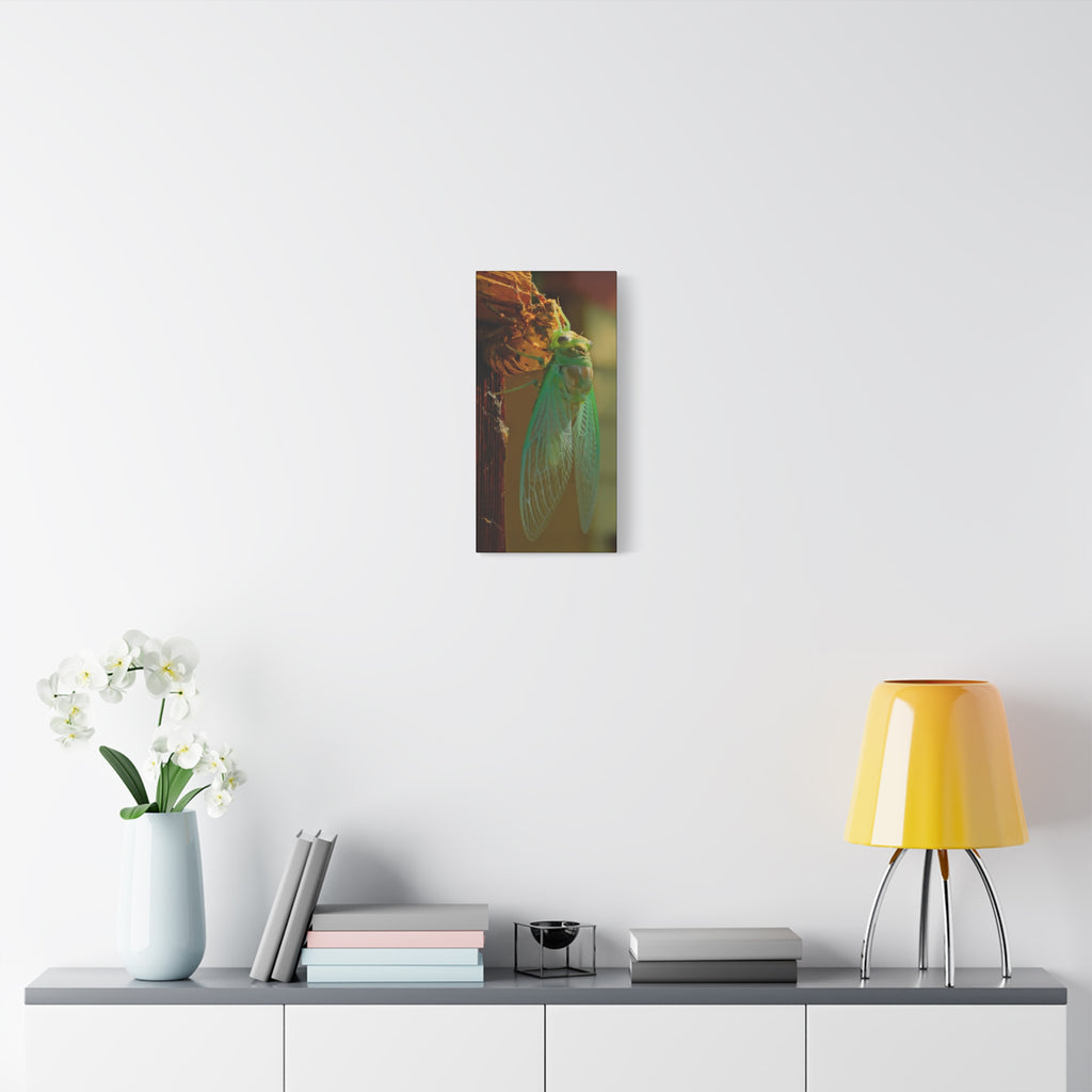 Cicada Close-Up Matte Canvas Wall Art — Nature Photography Stretched Print