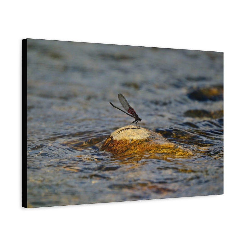 Damselfly on River Rock - Matte Canvas Print