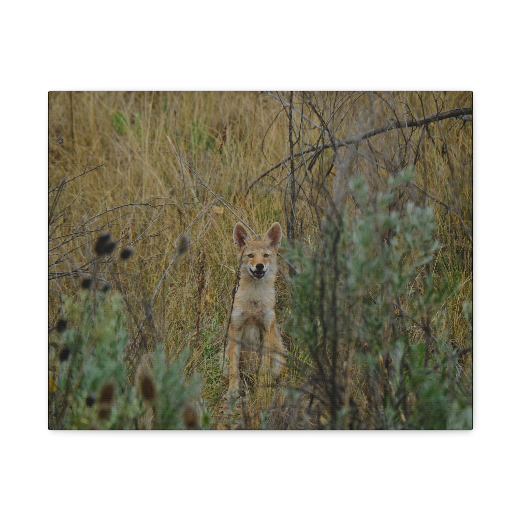 Friendly Face In The Wild - Coyote in Tall Grass Matte Canvas Wall Art
