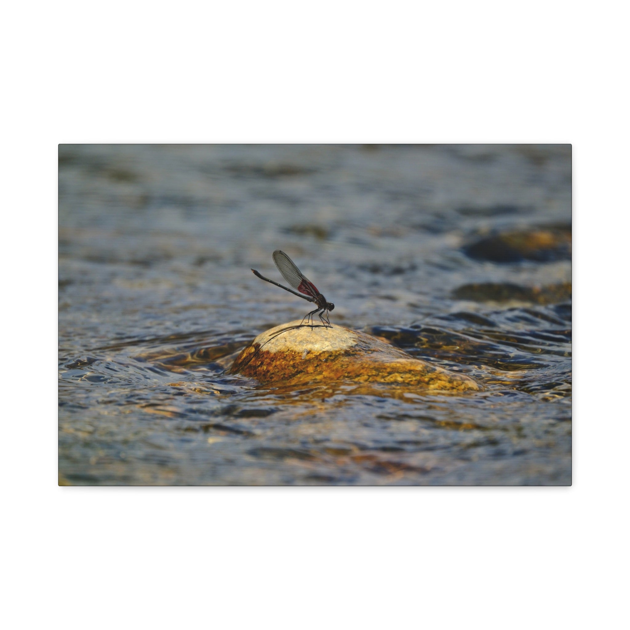 Damselfly on River Rock - Matte Canvas Print