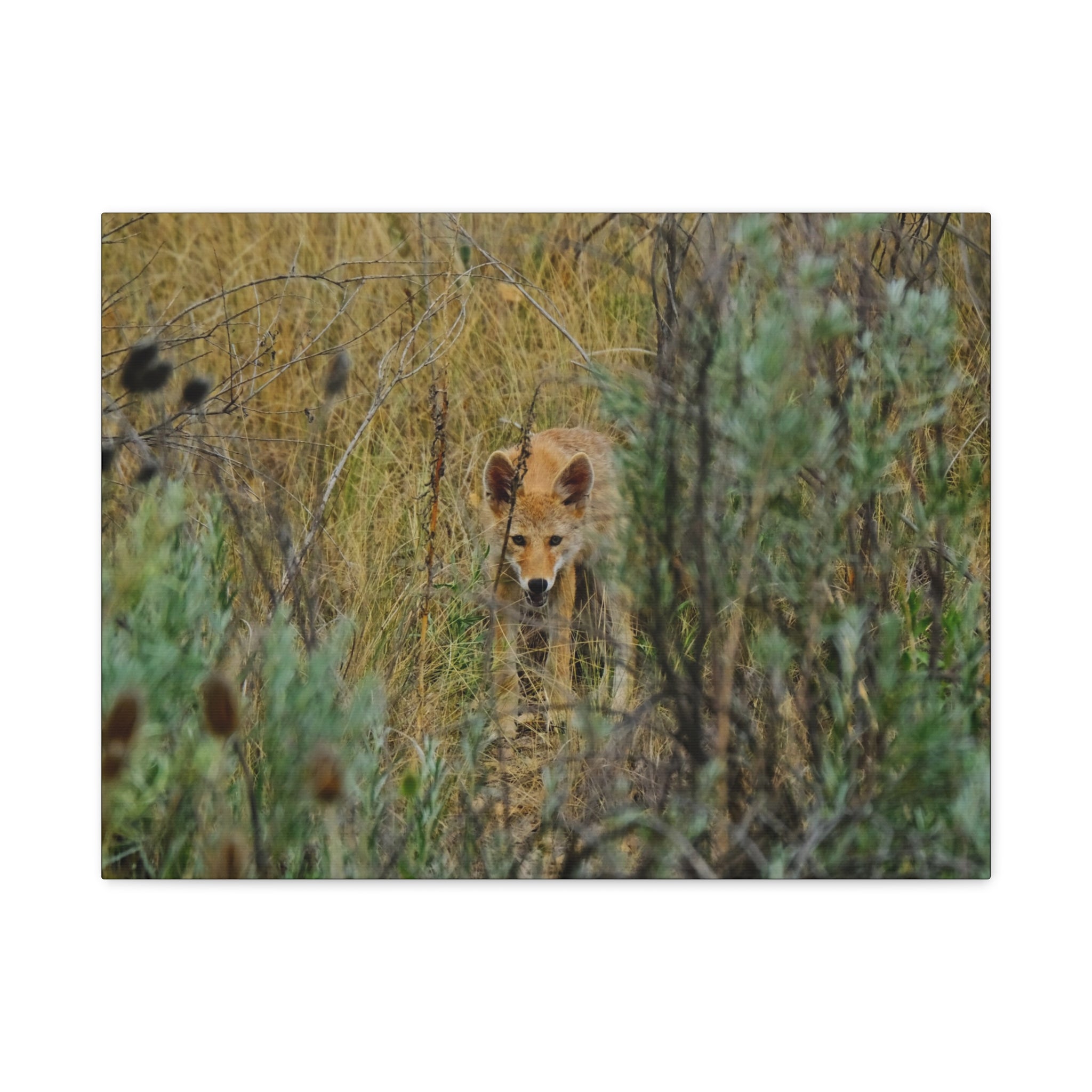 Coyote Pup Staring - Matte Stretched Canvas