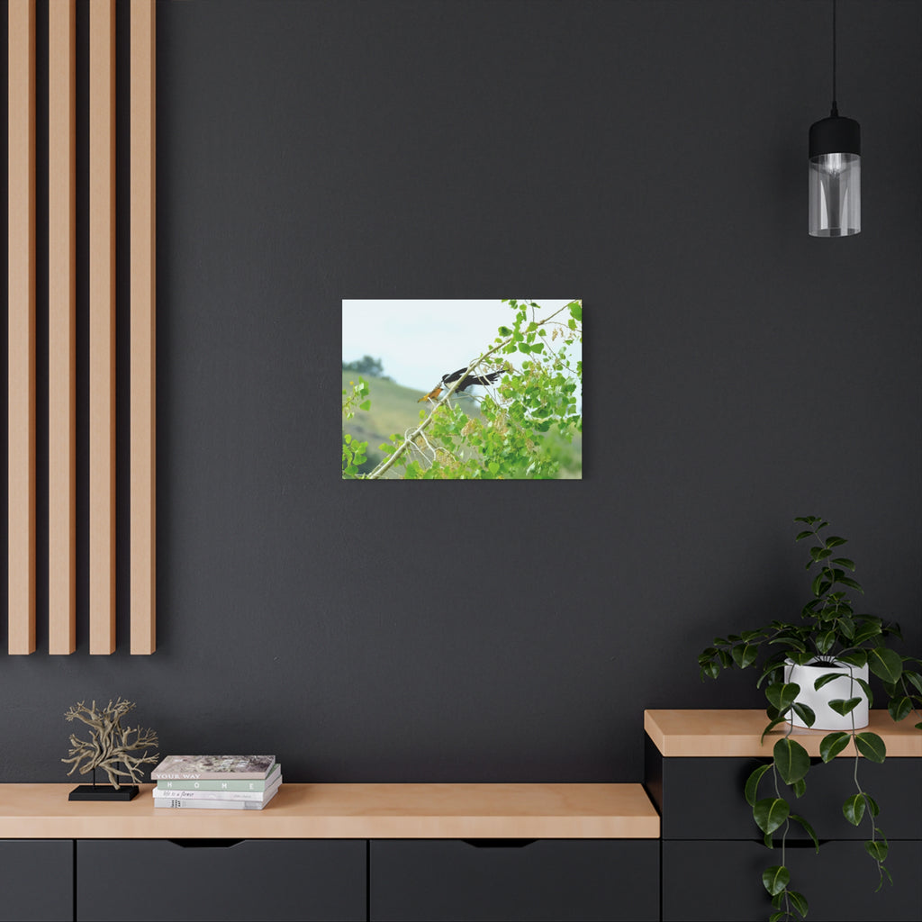 Oriole & Magpie Battle on an Aspen Branch - Matte Stretched Canvas Wall Art