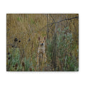 Friendly Face In The Wild - Coyote in Tall Grass Matte Canvas Wall Art