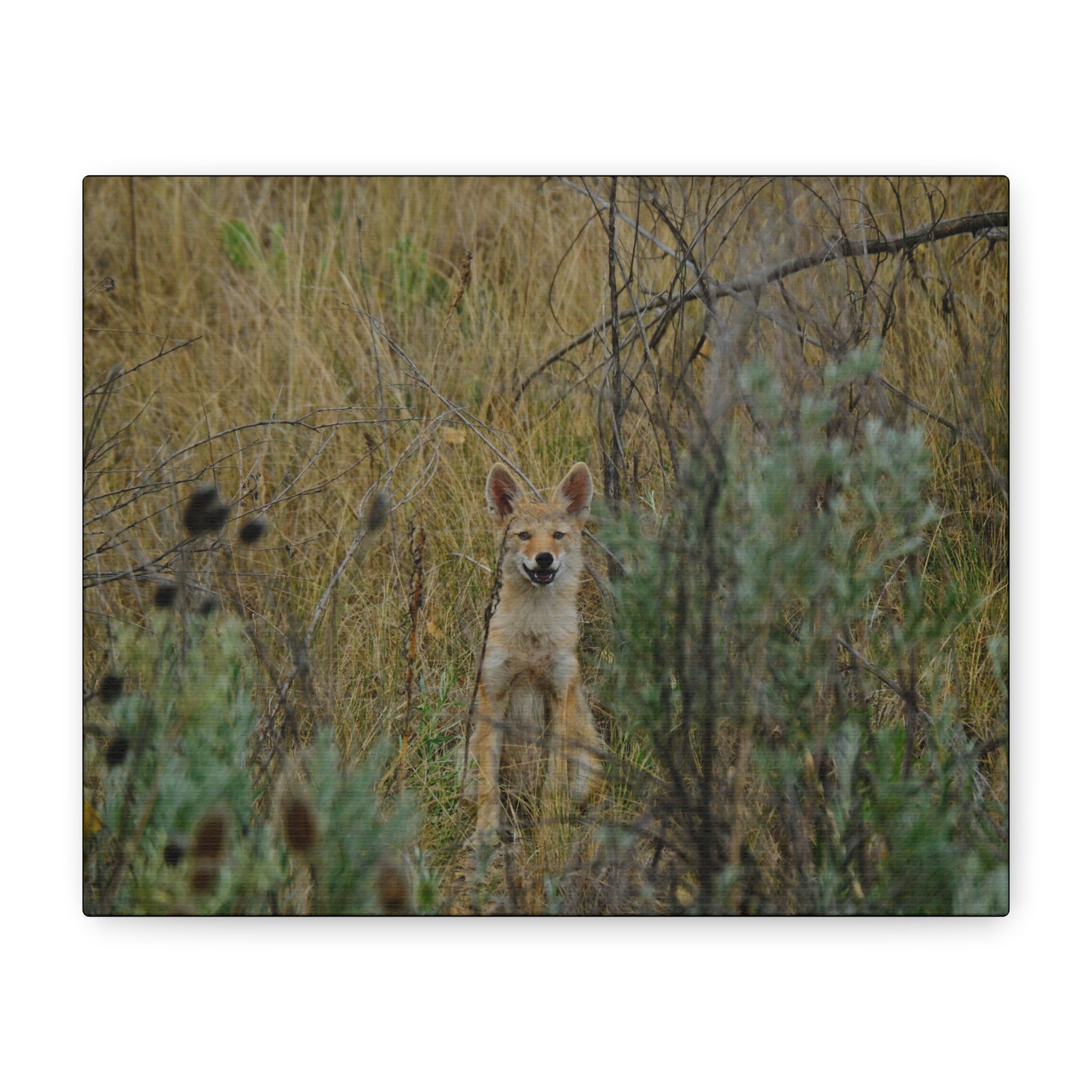 Friendly Face In The Wild - Coyote in Tall Grass Matte Canvas Wall Art