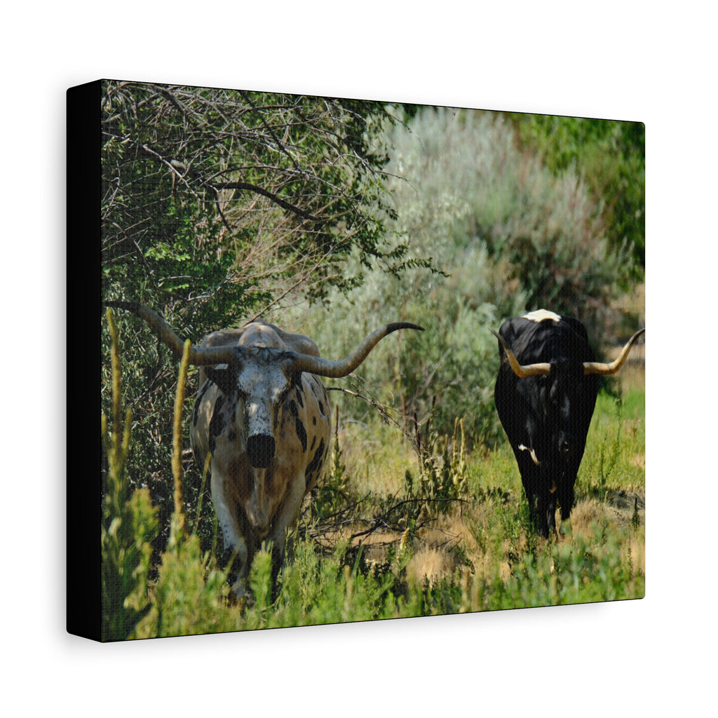 Long Horns on a Stroll - Matte Canvas, Stretched, 1.25"