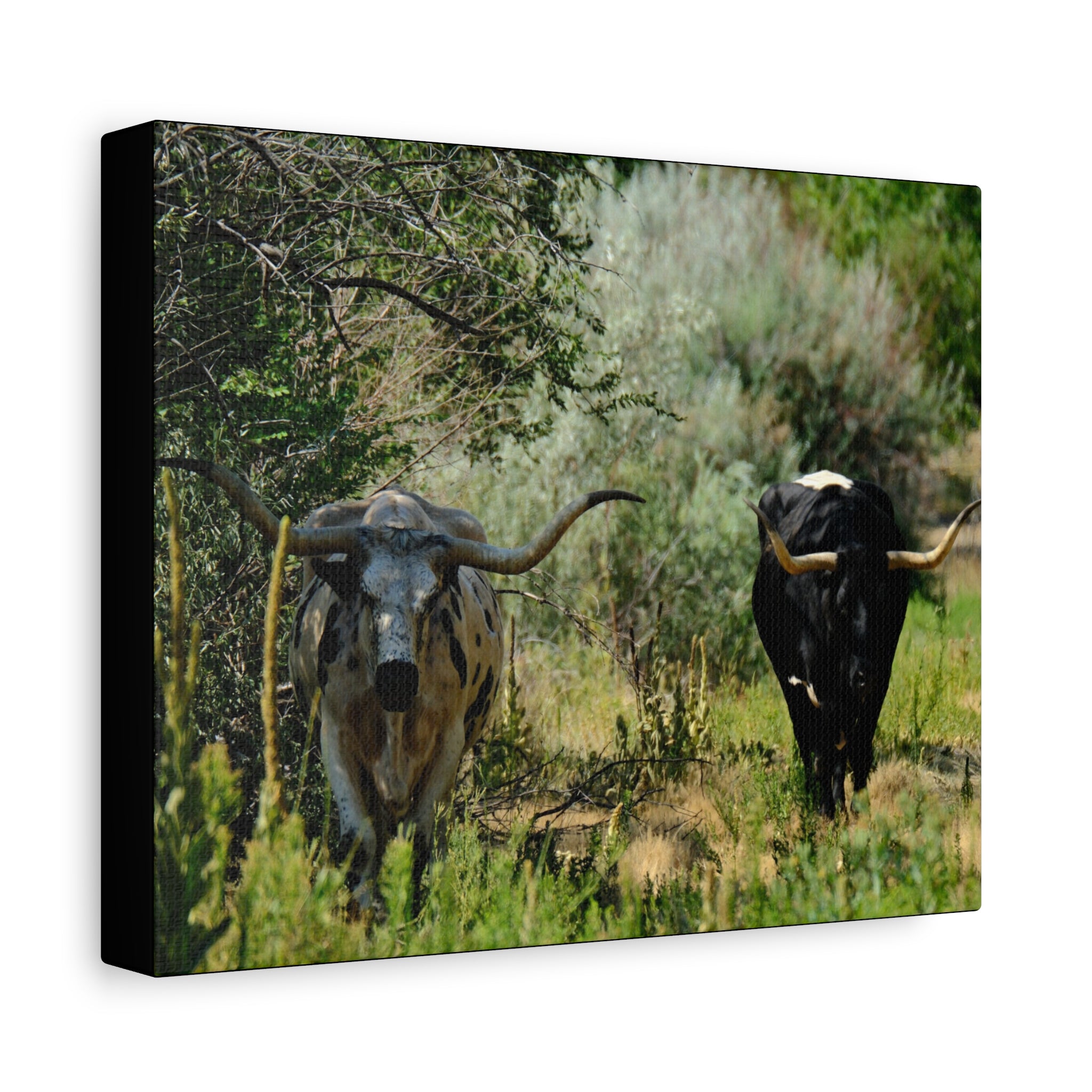 Long Horns on a Stroll - Matte Canvas, Stretched, 1.25"