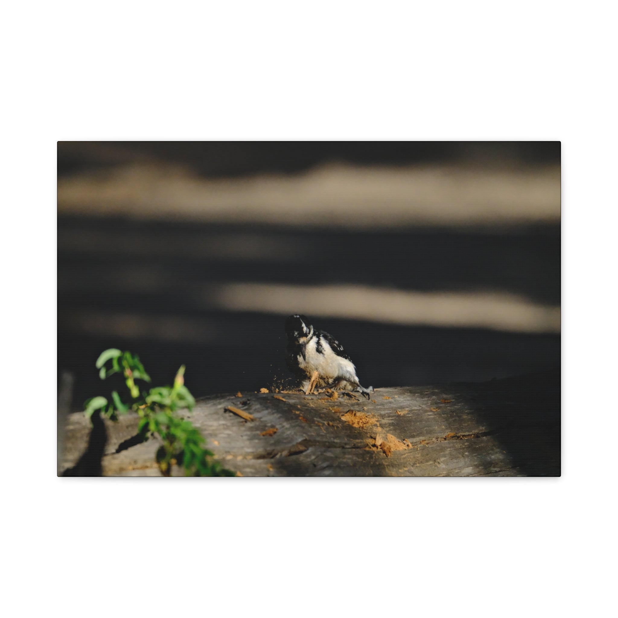 American Three-toed Woodpecker Hard At Work Canvas Wall Art