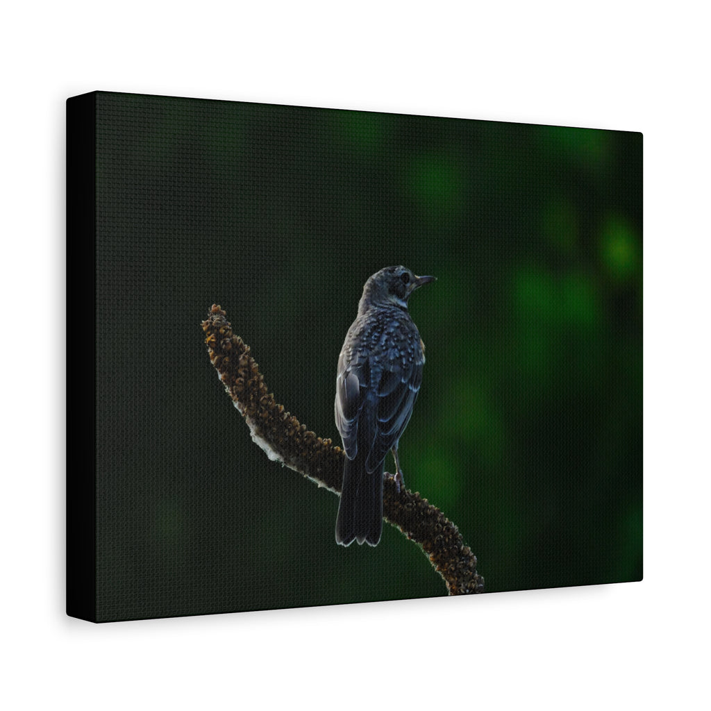 Robin on Branch Matte Canvas Wall Art — Moody Nature Photography Print