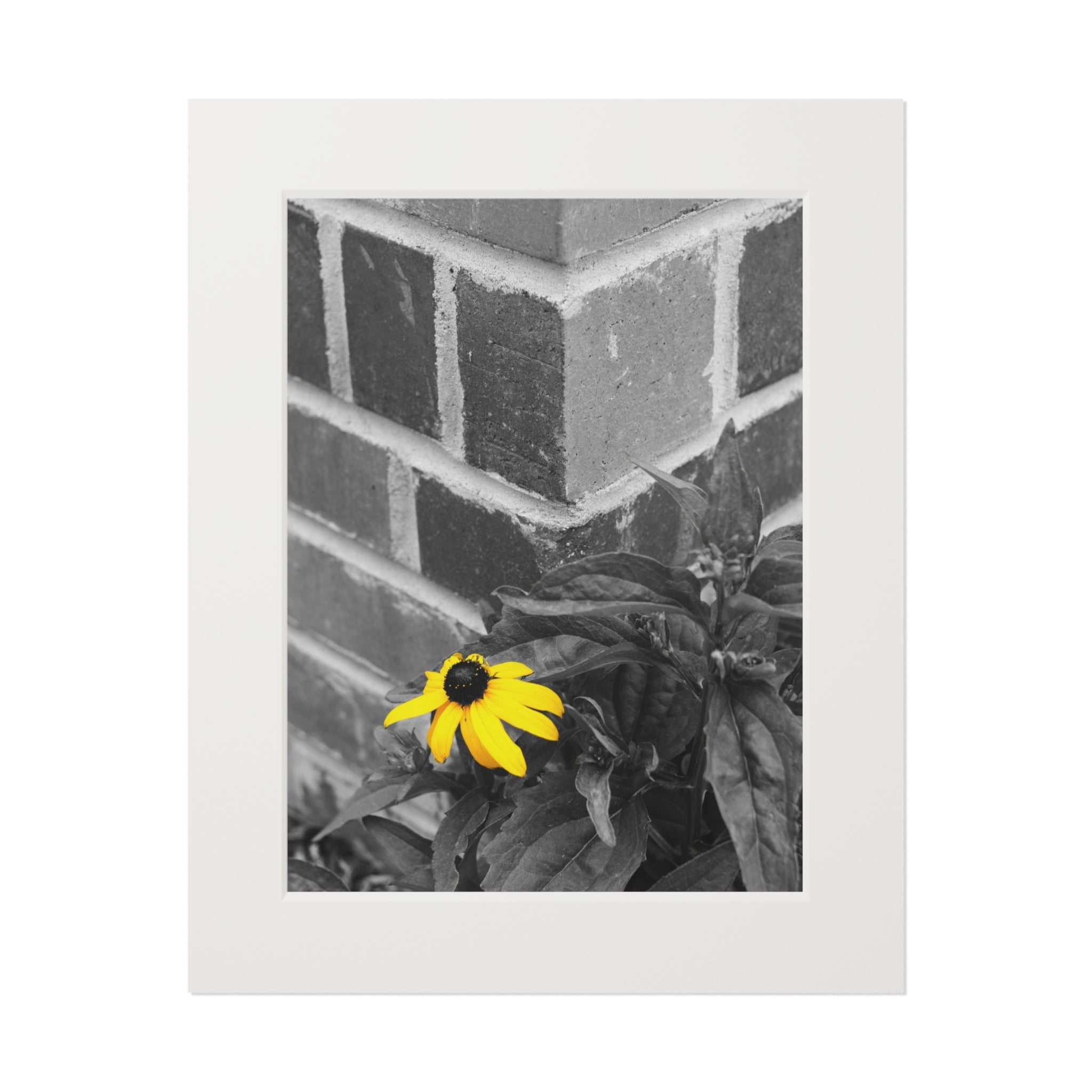 Fine Art Print — Monochrome Brick Corner with Yellow Daisy (Passepartout)